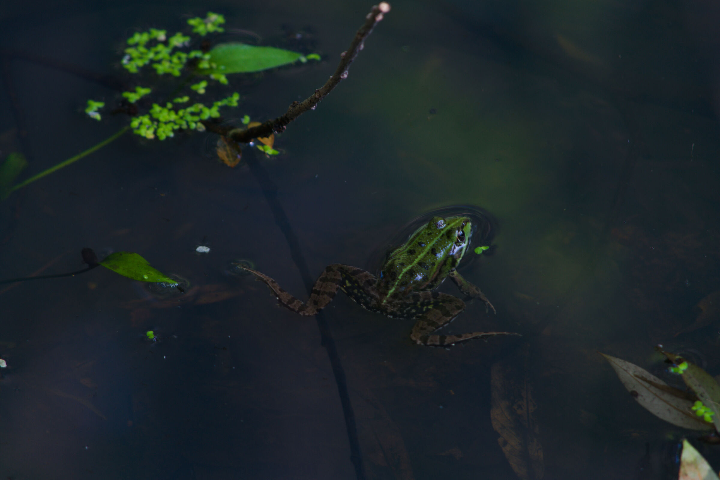Rana verde (Pelophylax esculentus)