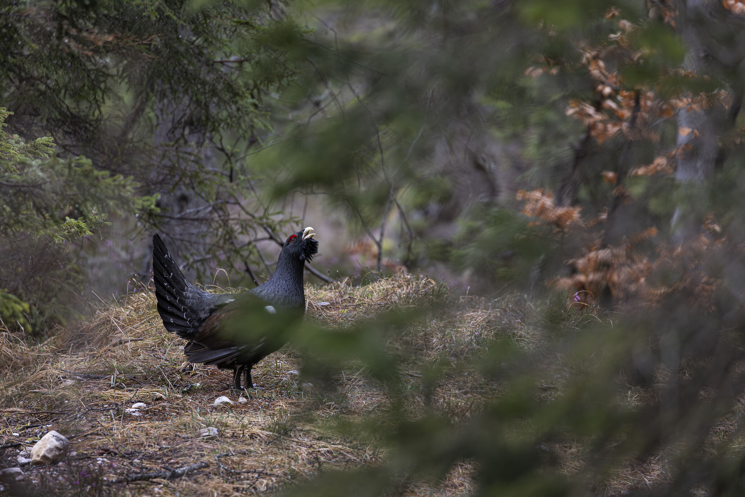 Capercaillie in the woods