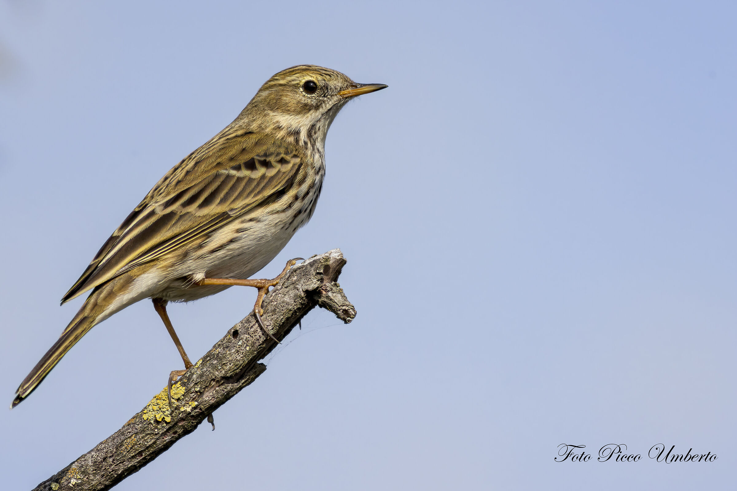 MEADOW PIPIT