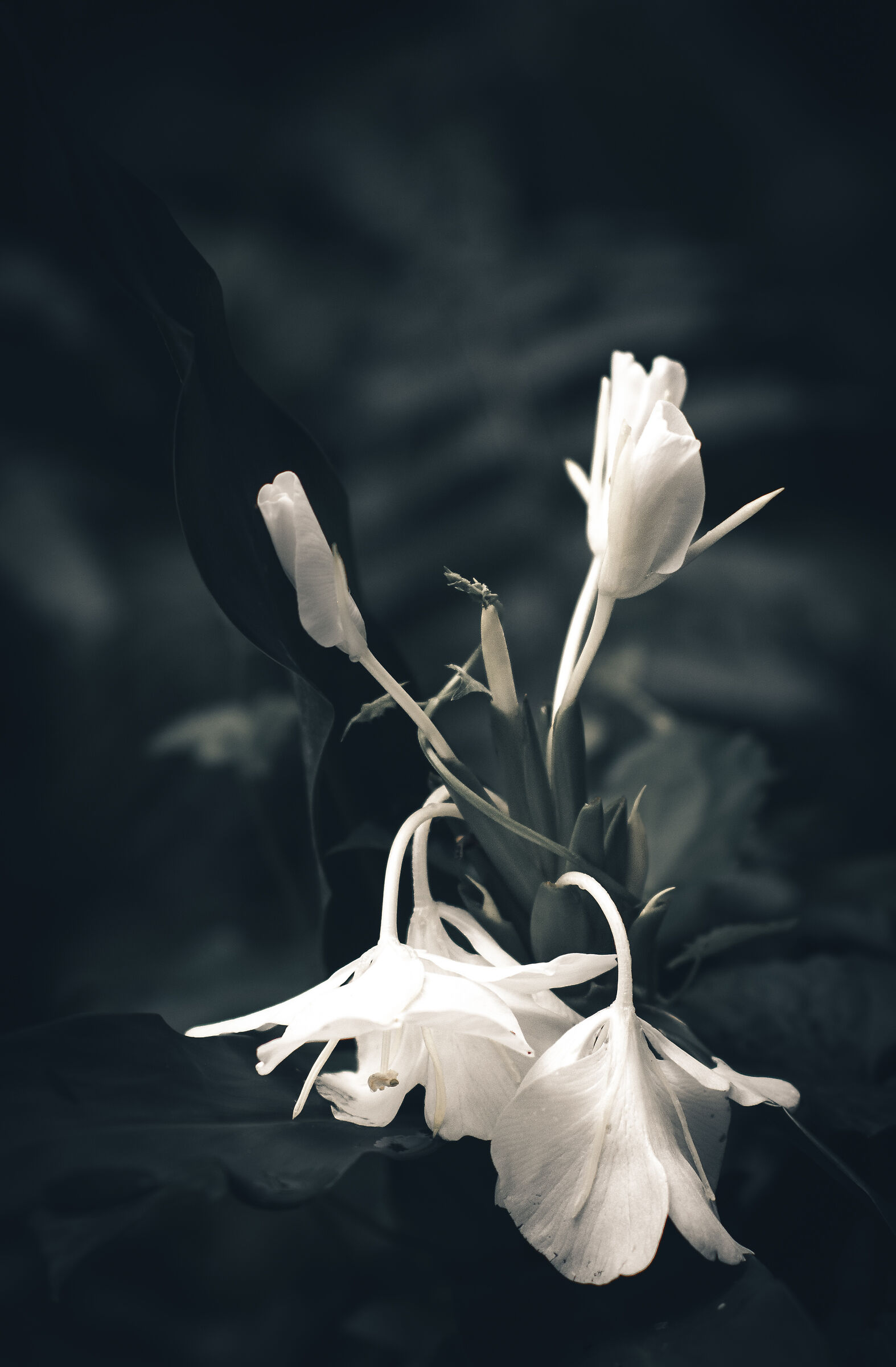 Gingembre flowers
