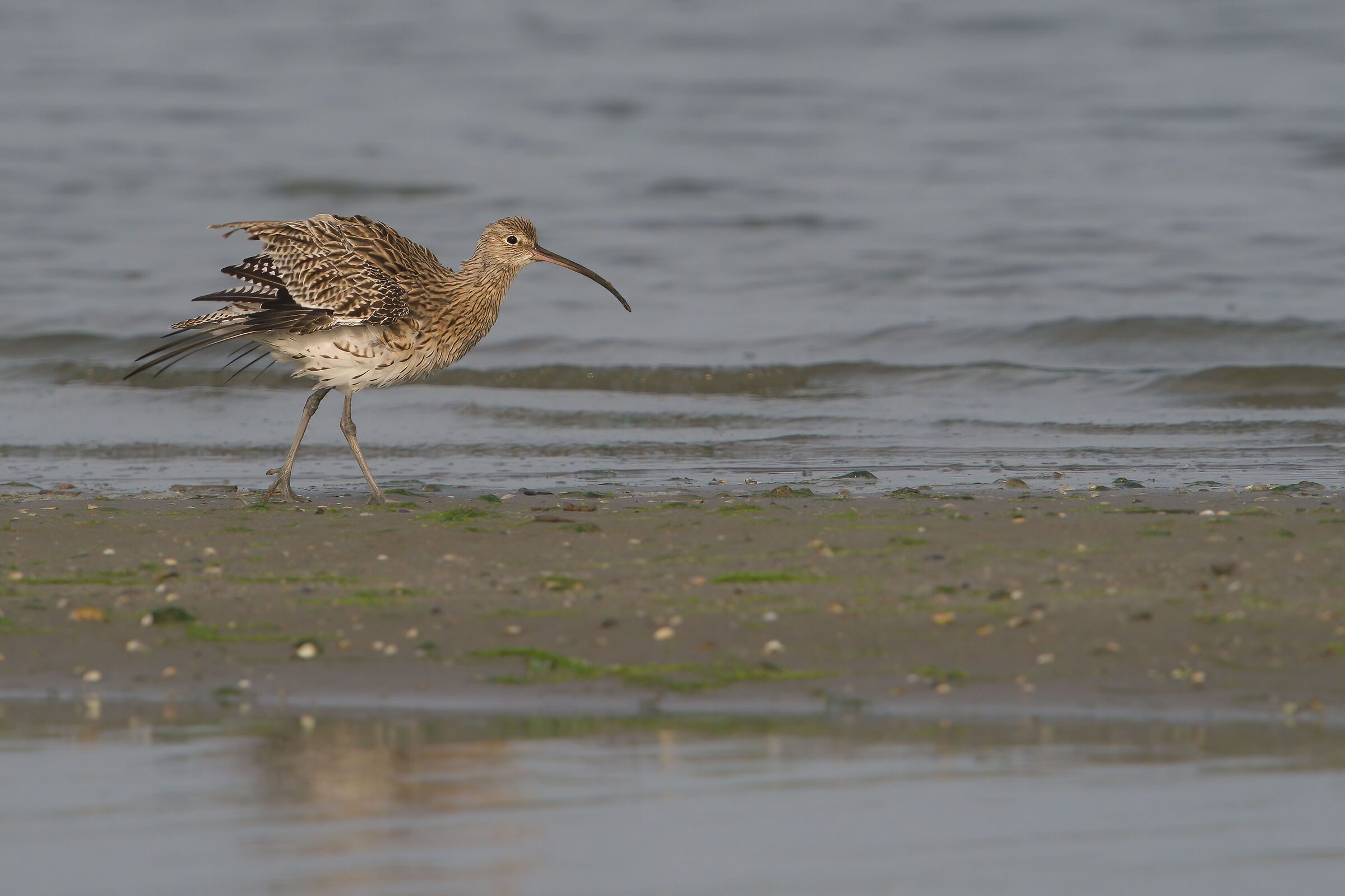 Curlew