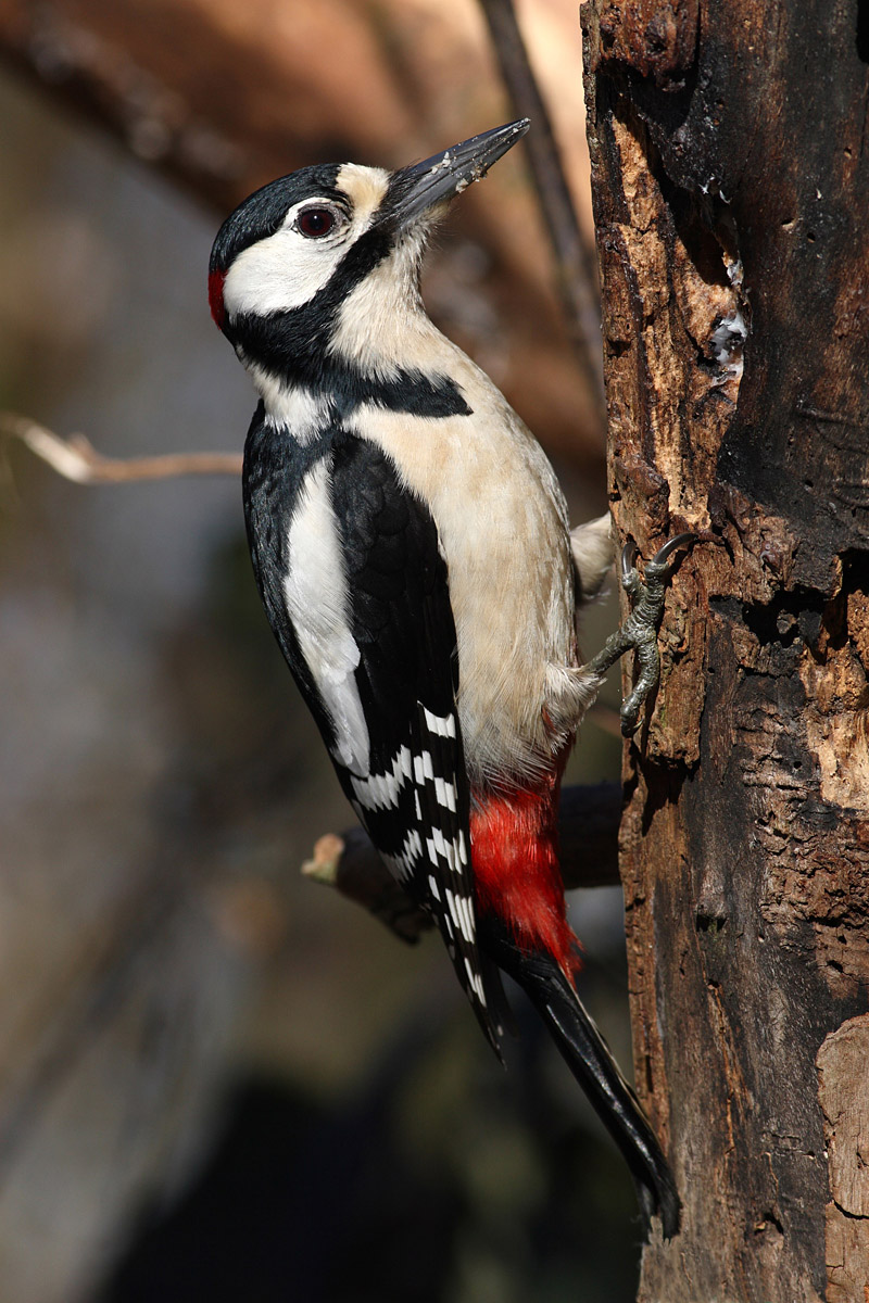 Picchio rosso maggiore
