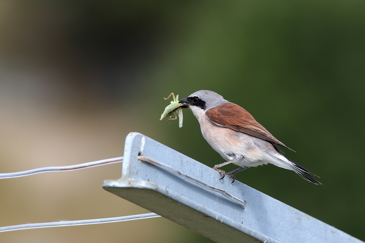Averla piccola con preda