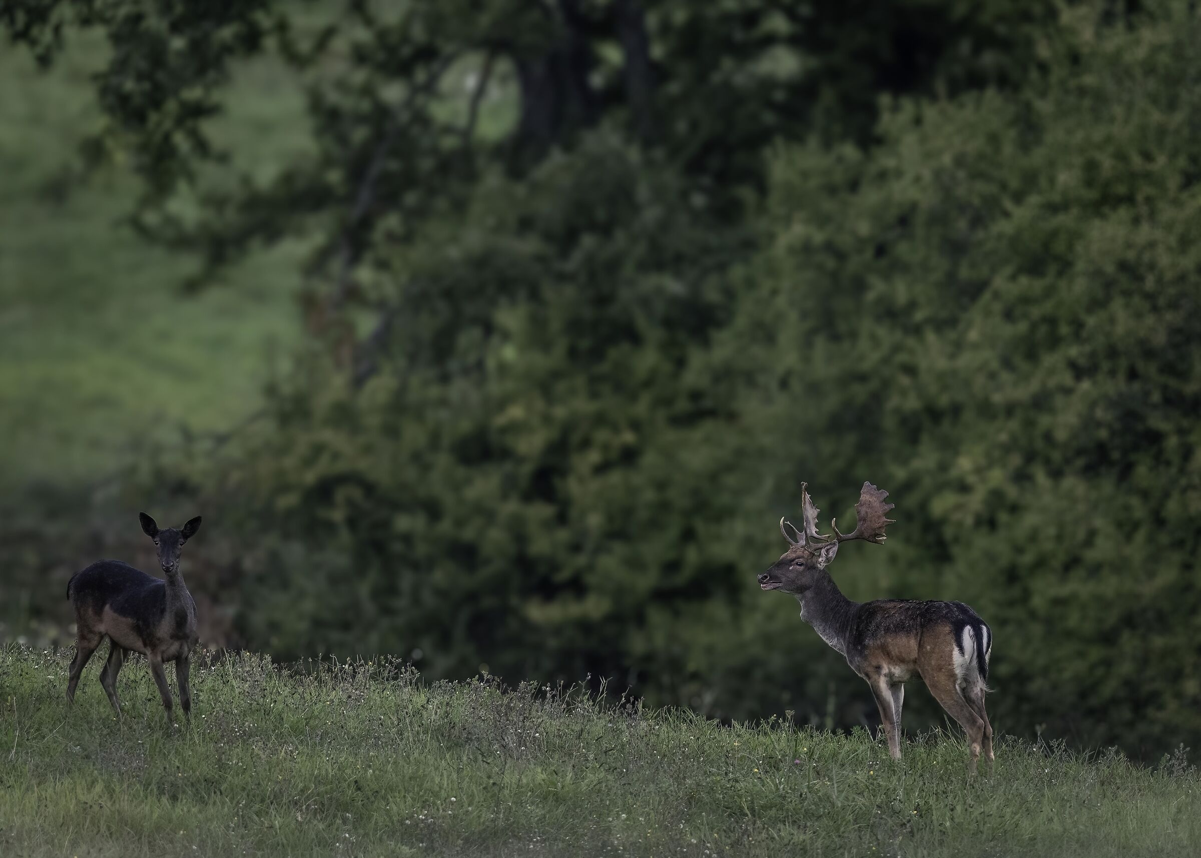 The Male Calls His Female