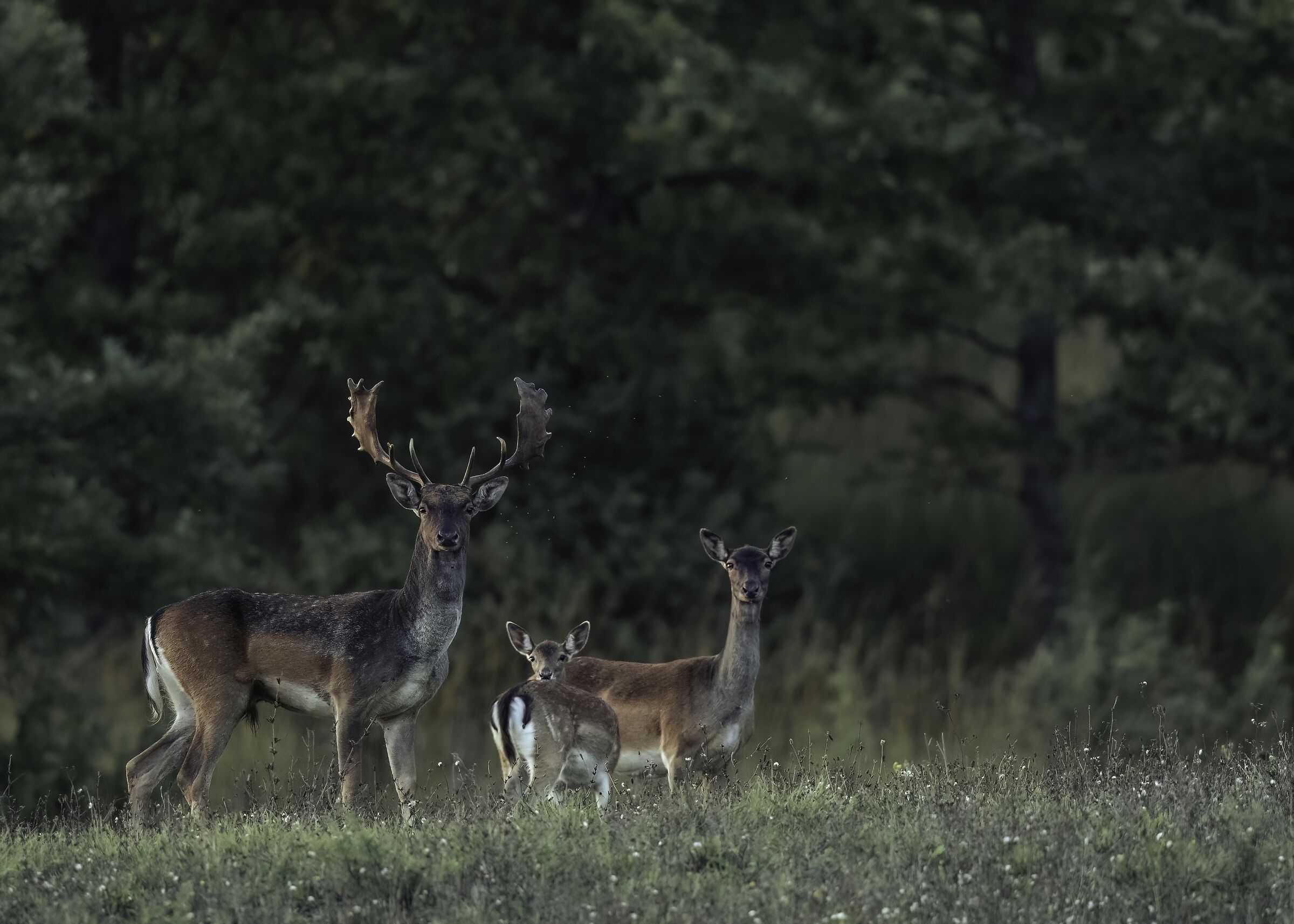 Fallow deer
