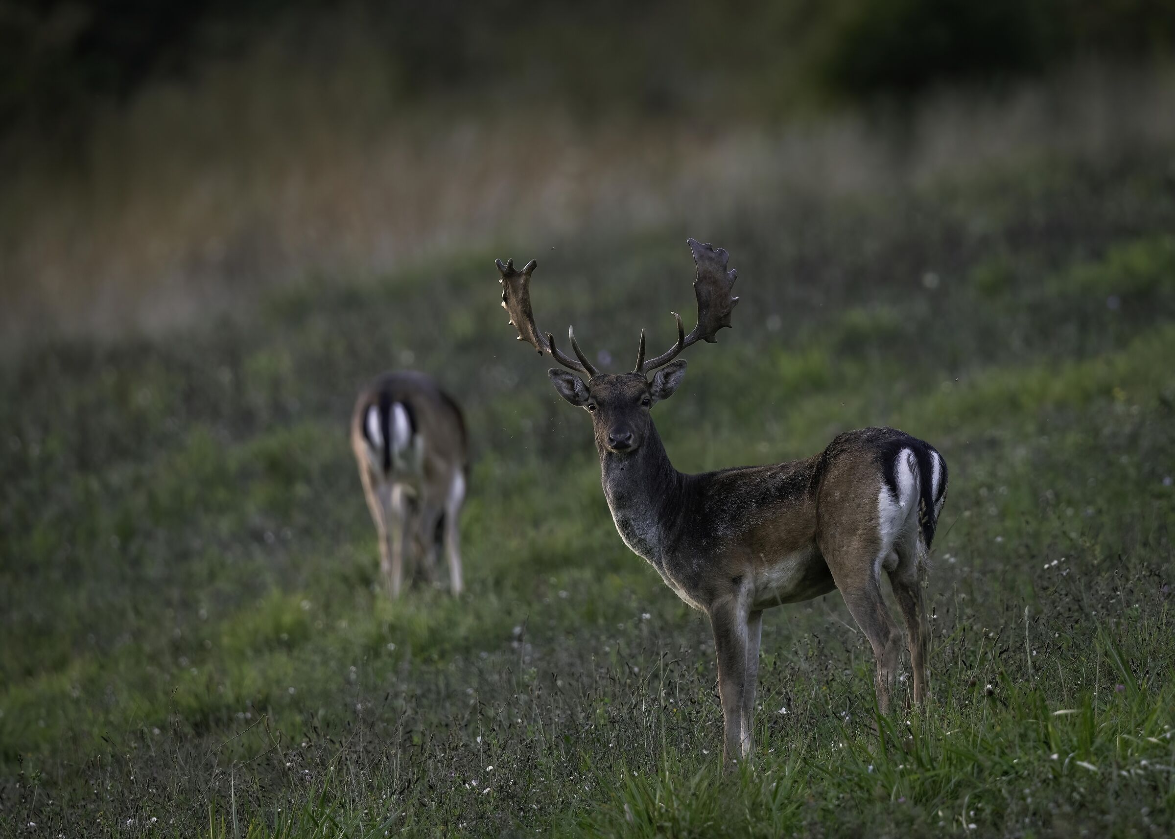 Fallow deer