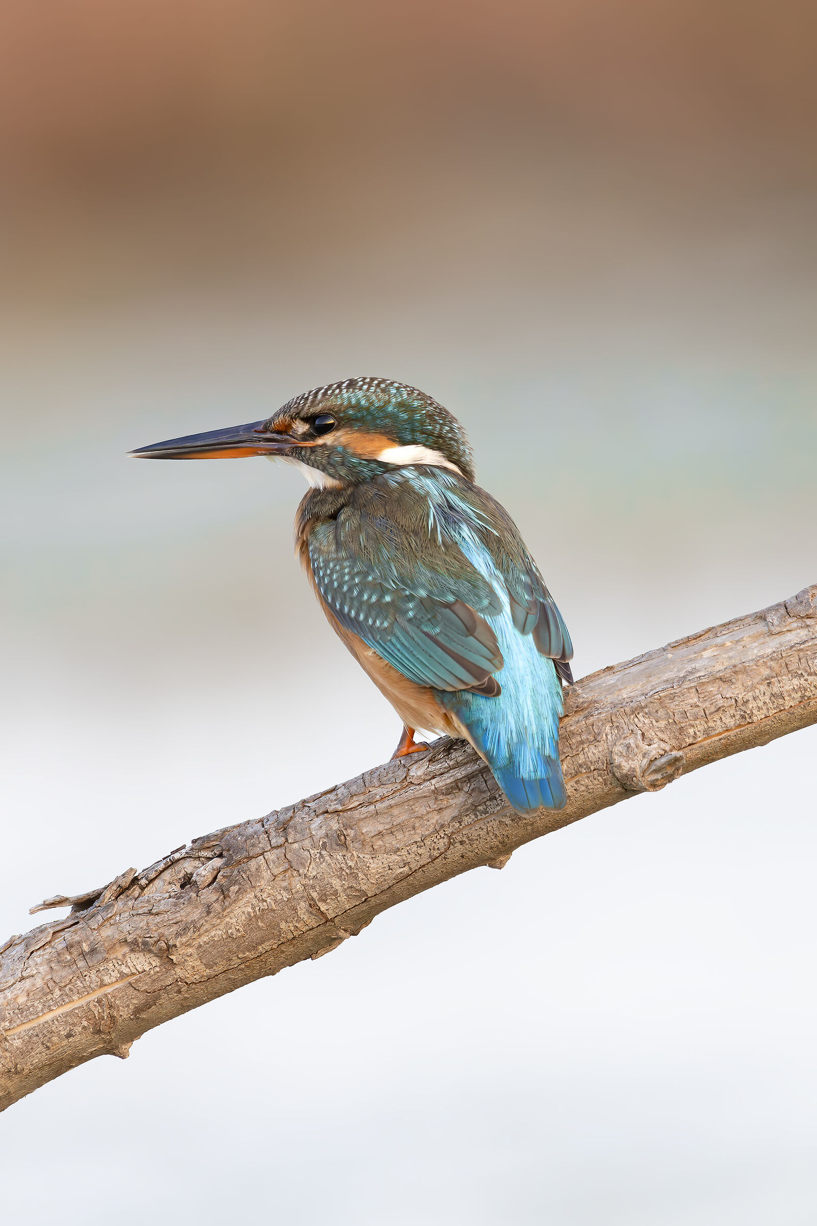 Kingfisher