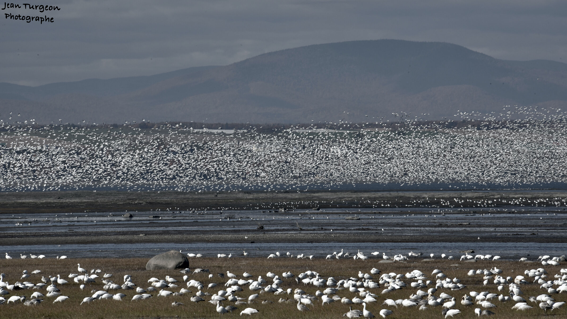 Migliaia di oche, grandi momenti da vedere