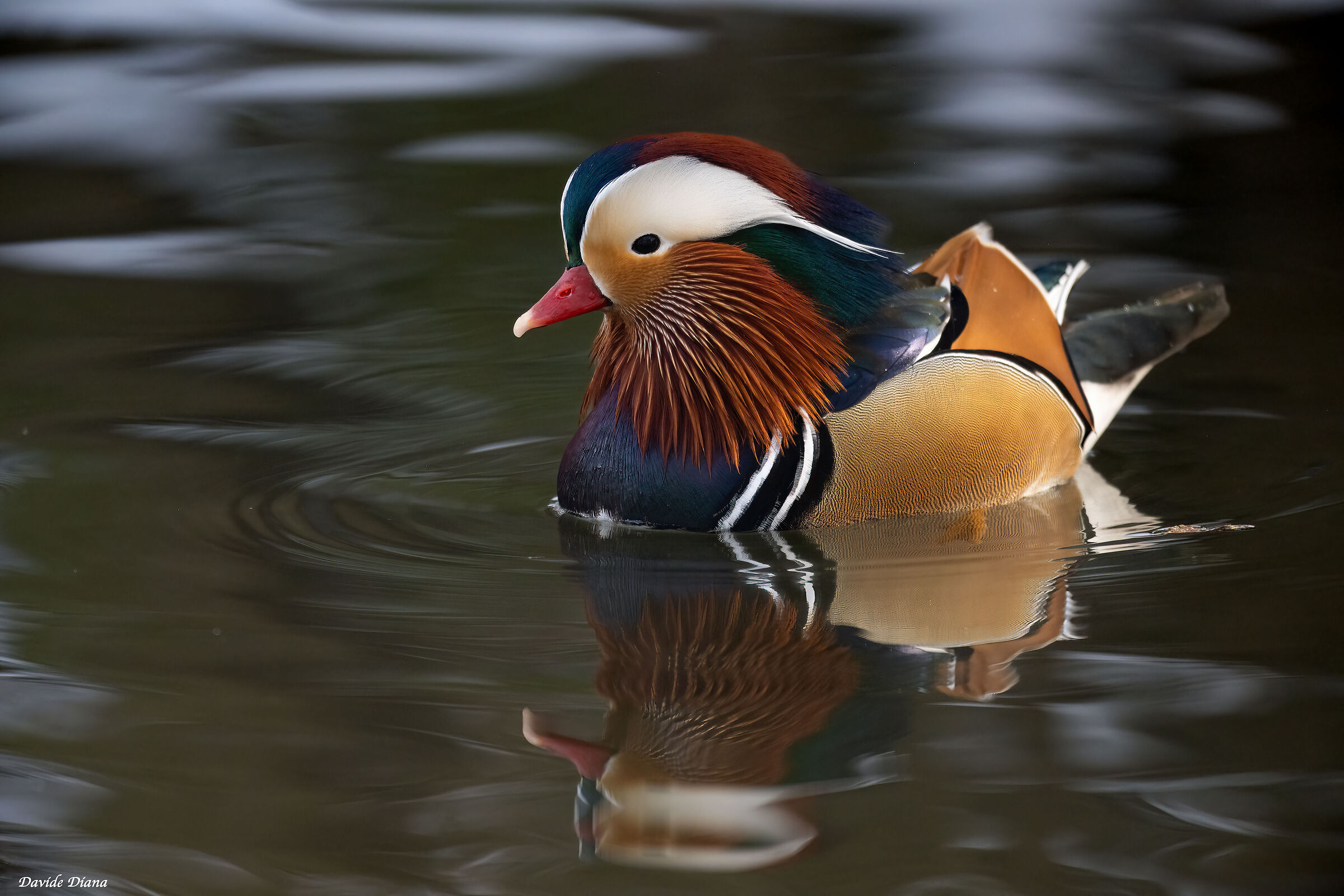 Mandarin duck