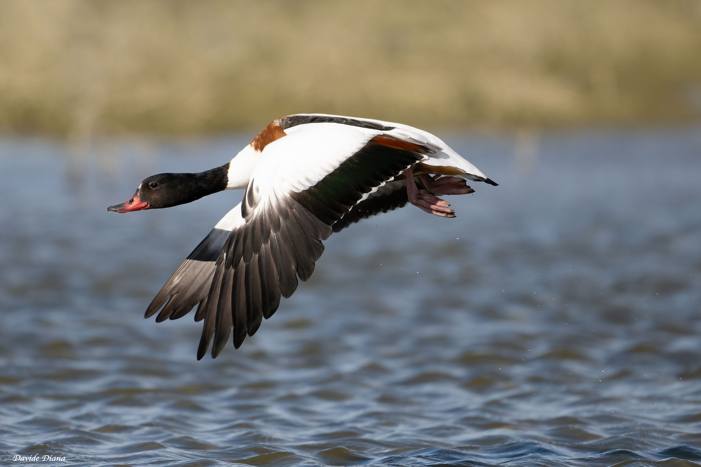 Common shelduck