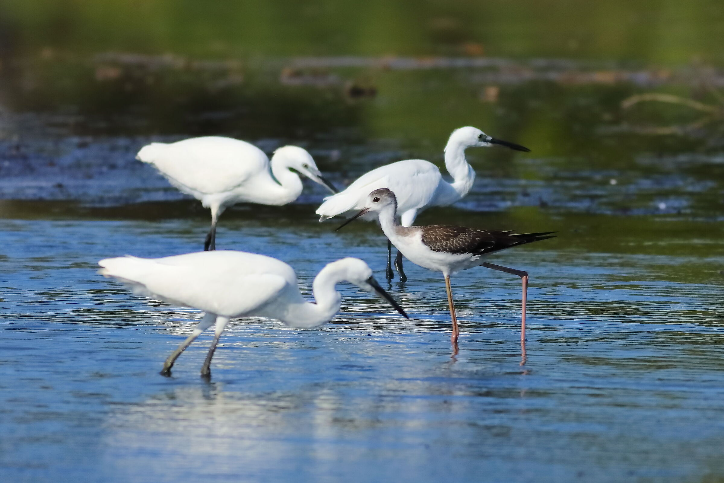 Cavaliere vs Garzette 10-09-2023