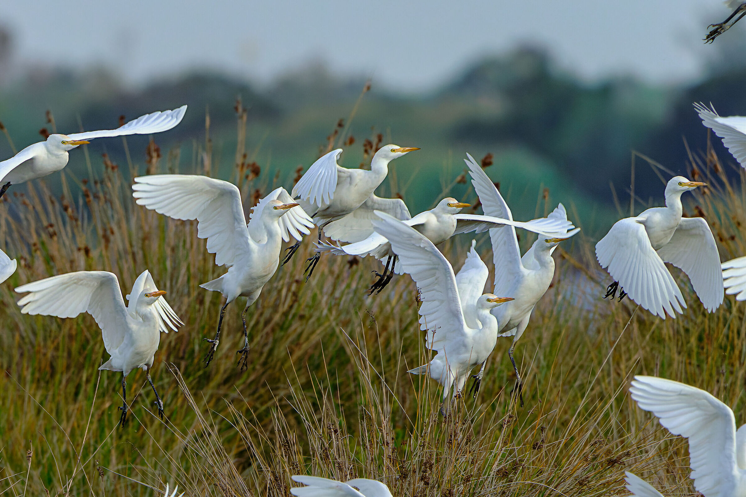 Cattle egret