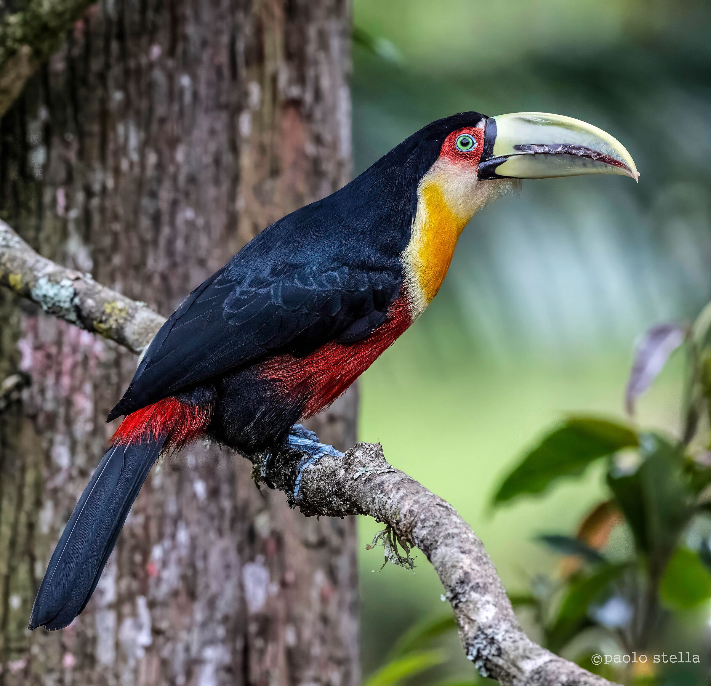 Green billed Toucan