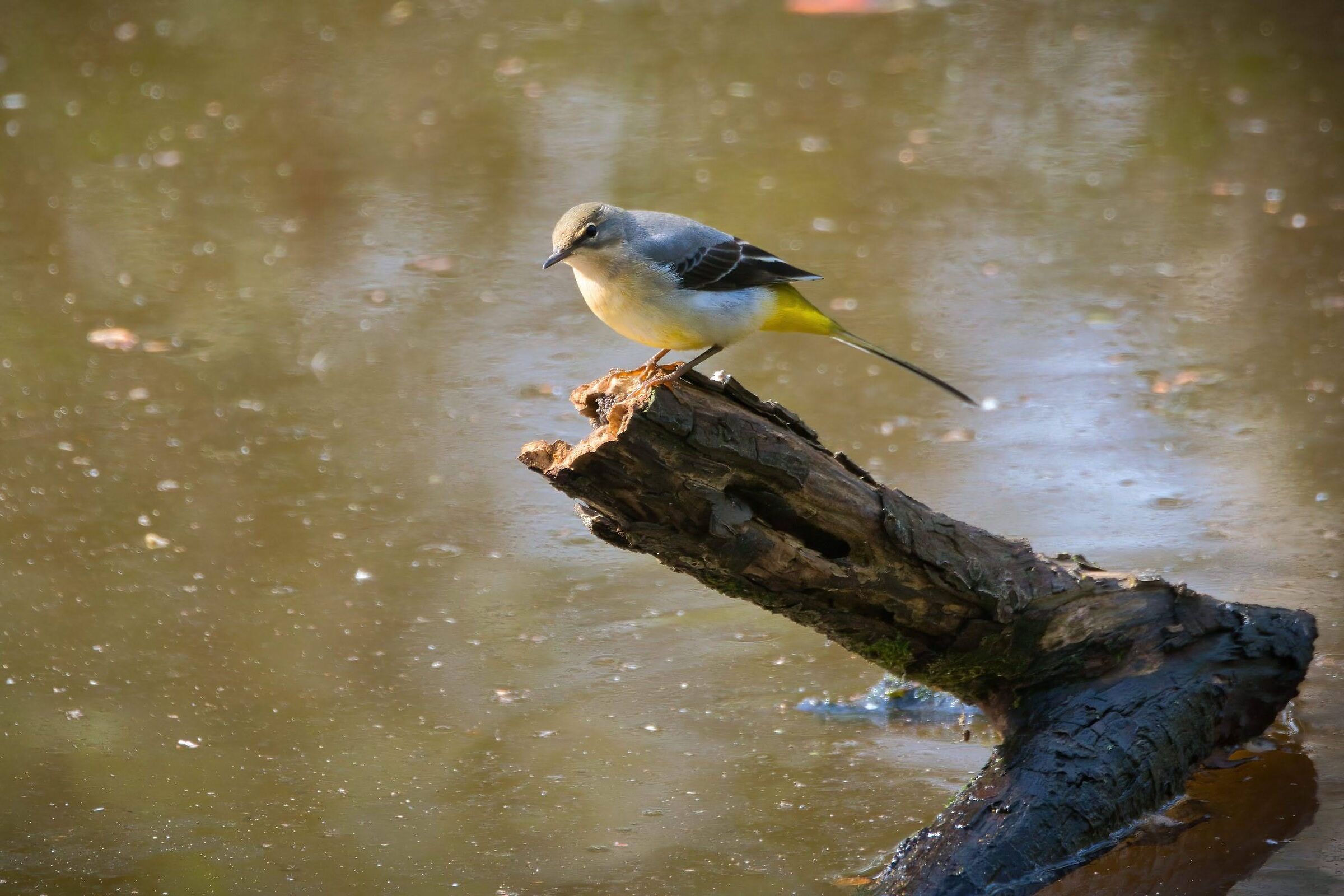Grey wagtail