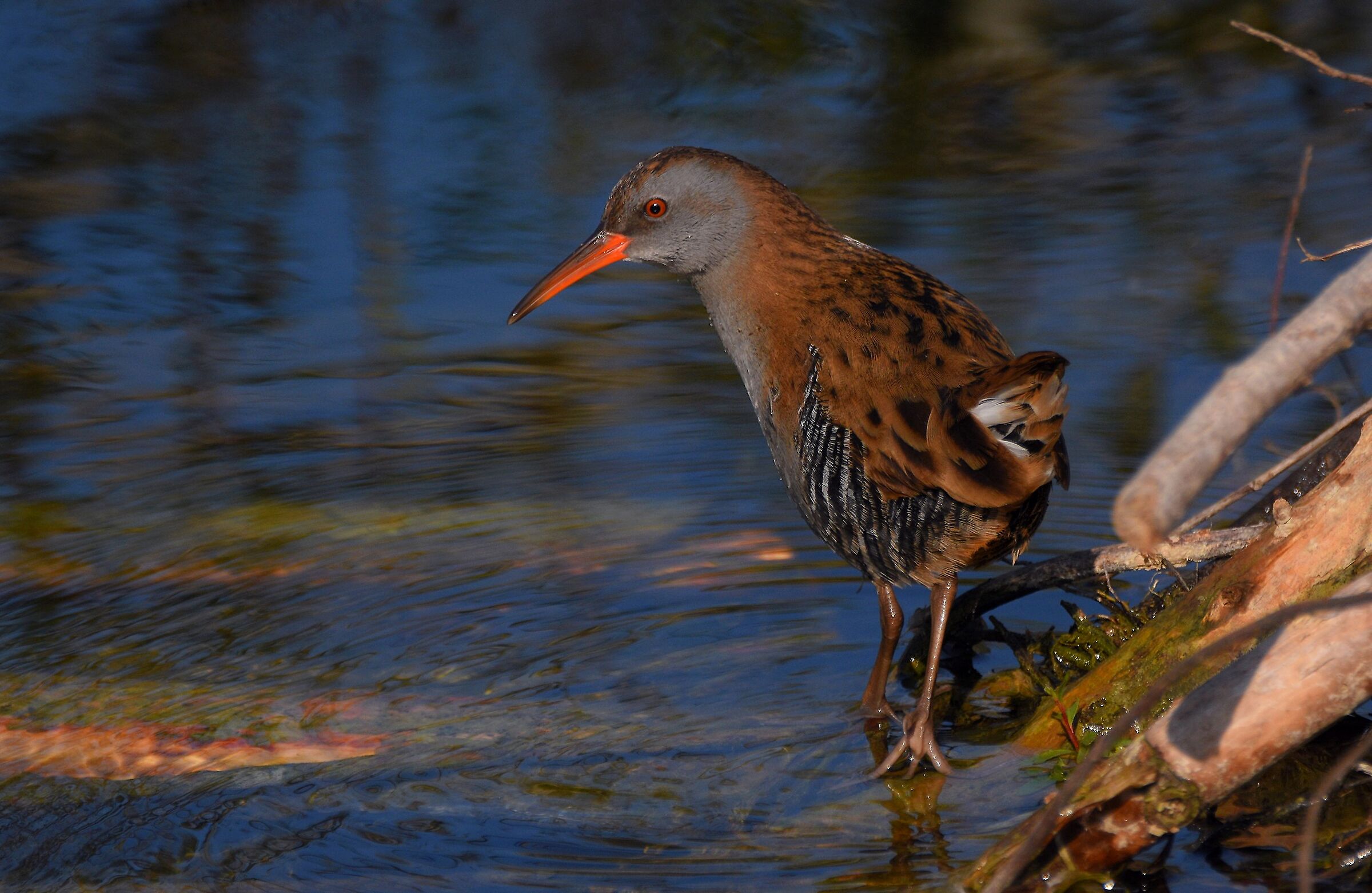 Porciglione (Rallus aquaticus)