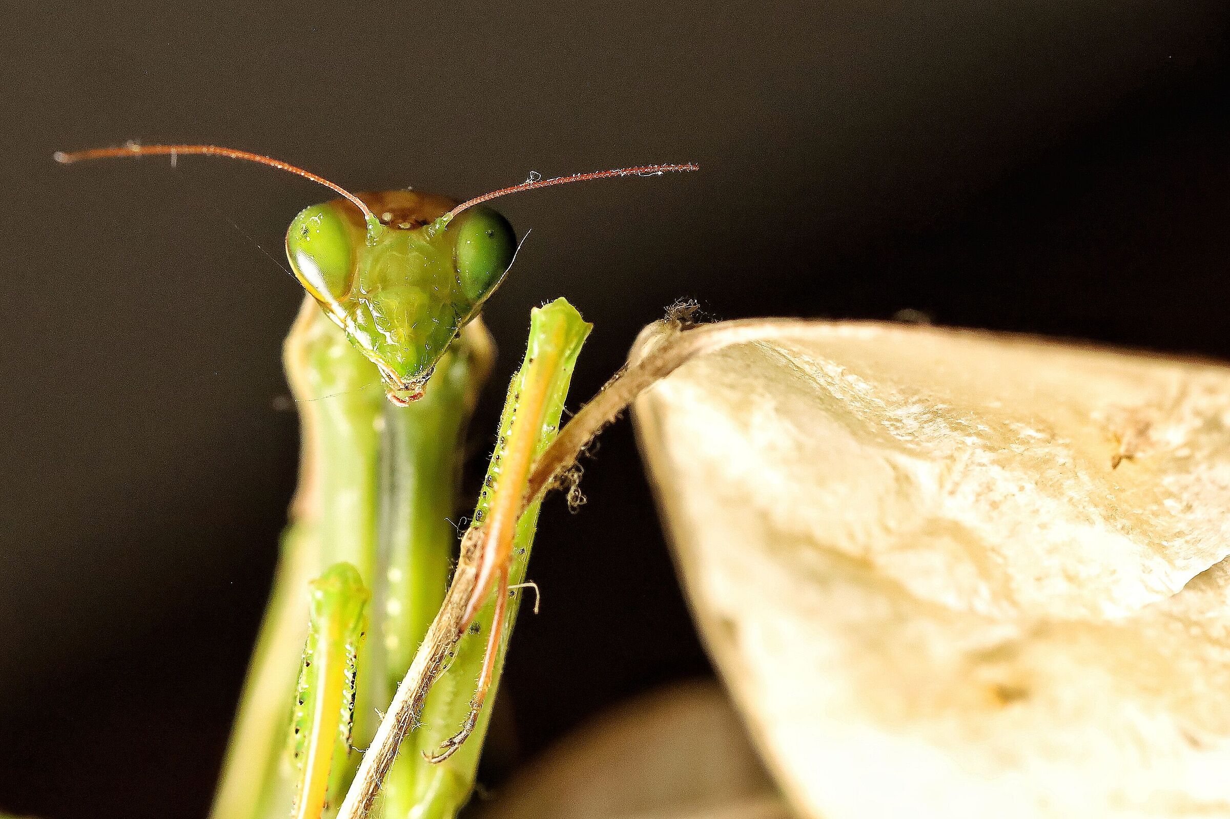 Mantis religiosa &female; su Lunaria annua