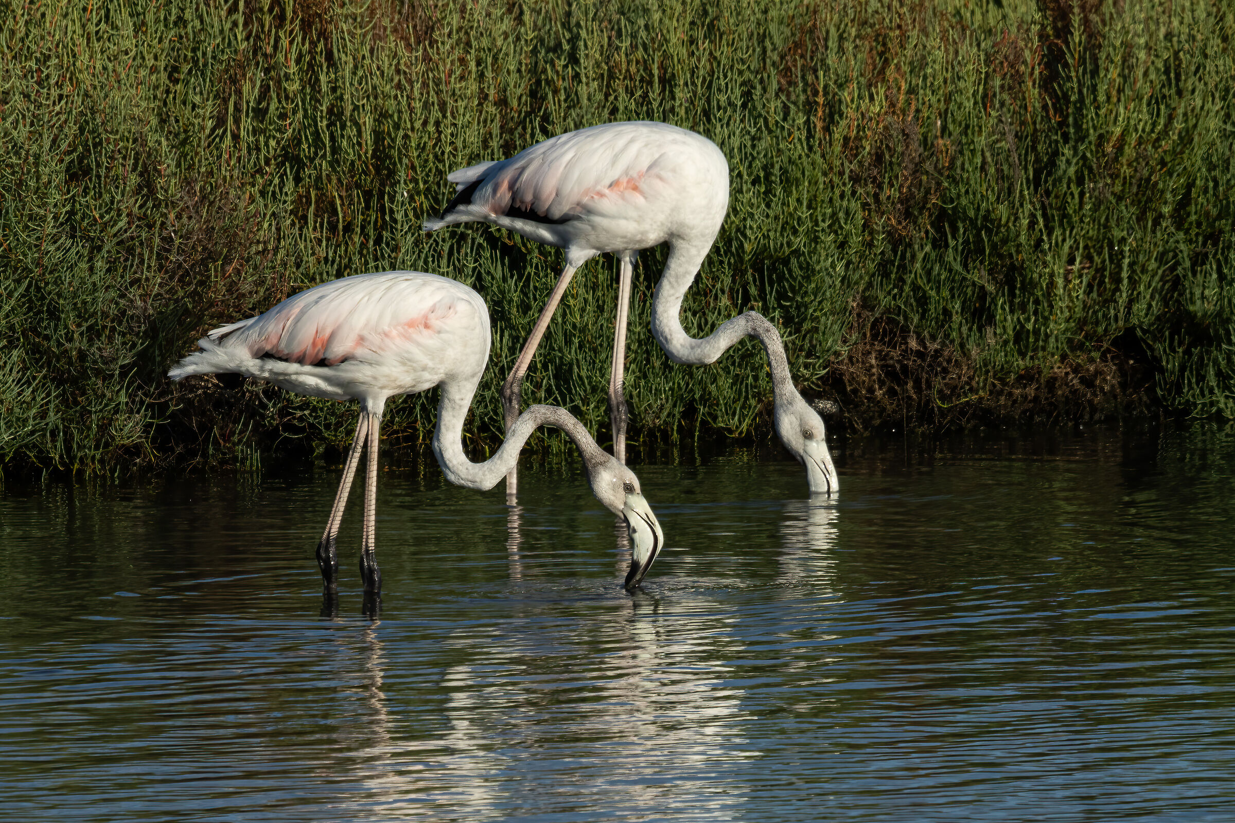 Pink Flamingos
