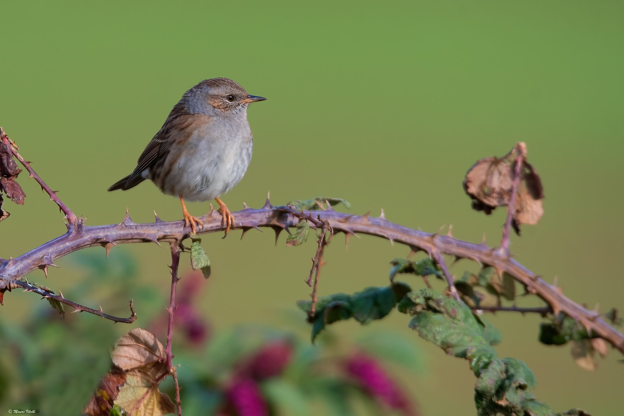Broom Sparrow (Prunella modularis)