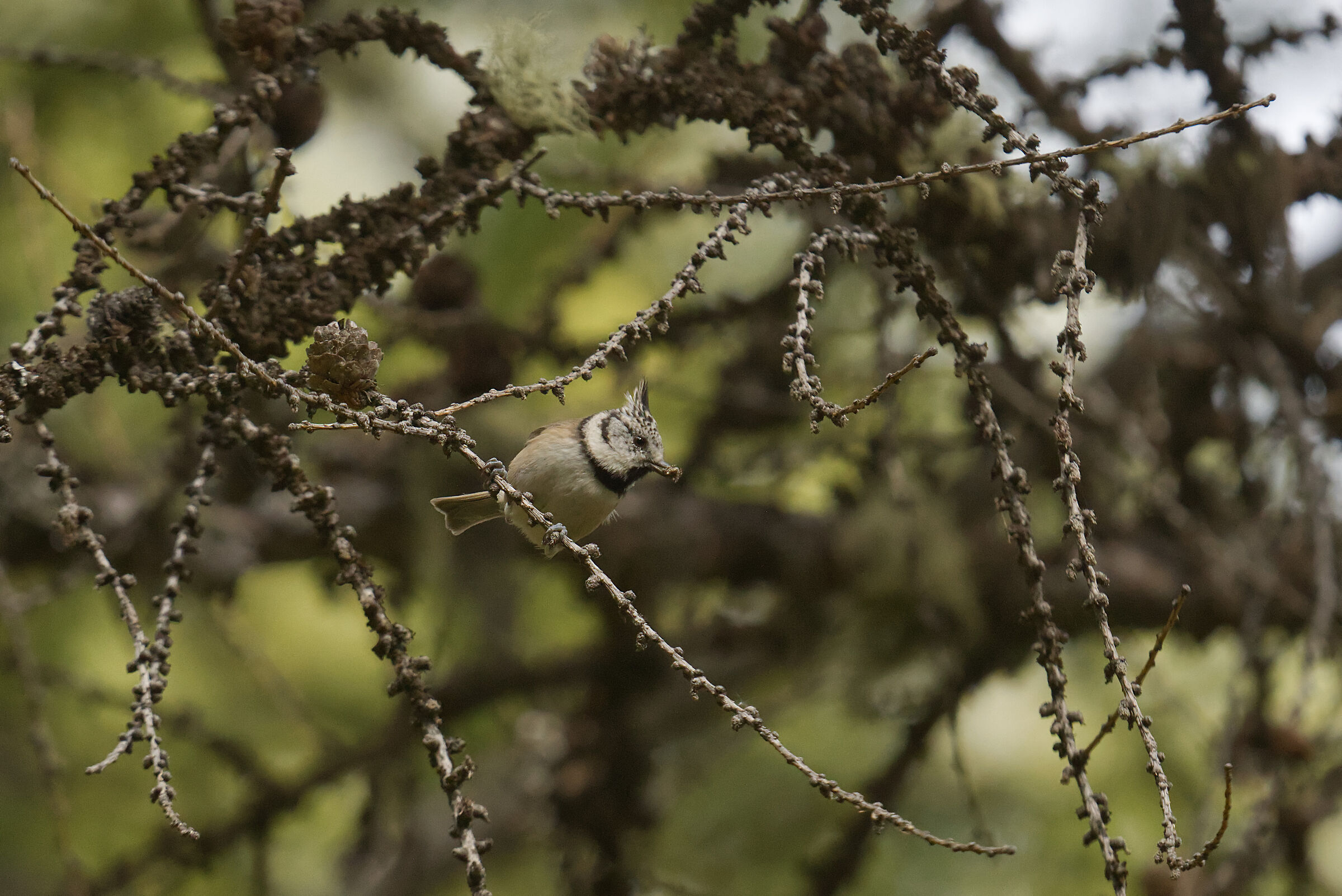 Tufted