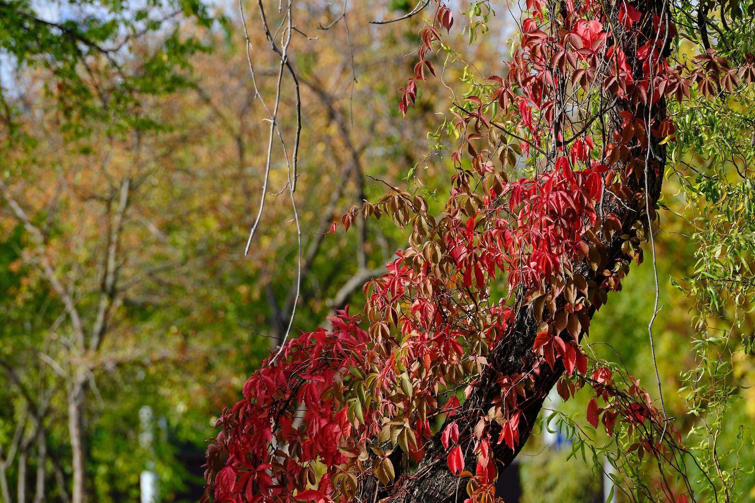 Hunting colors of the Autumn