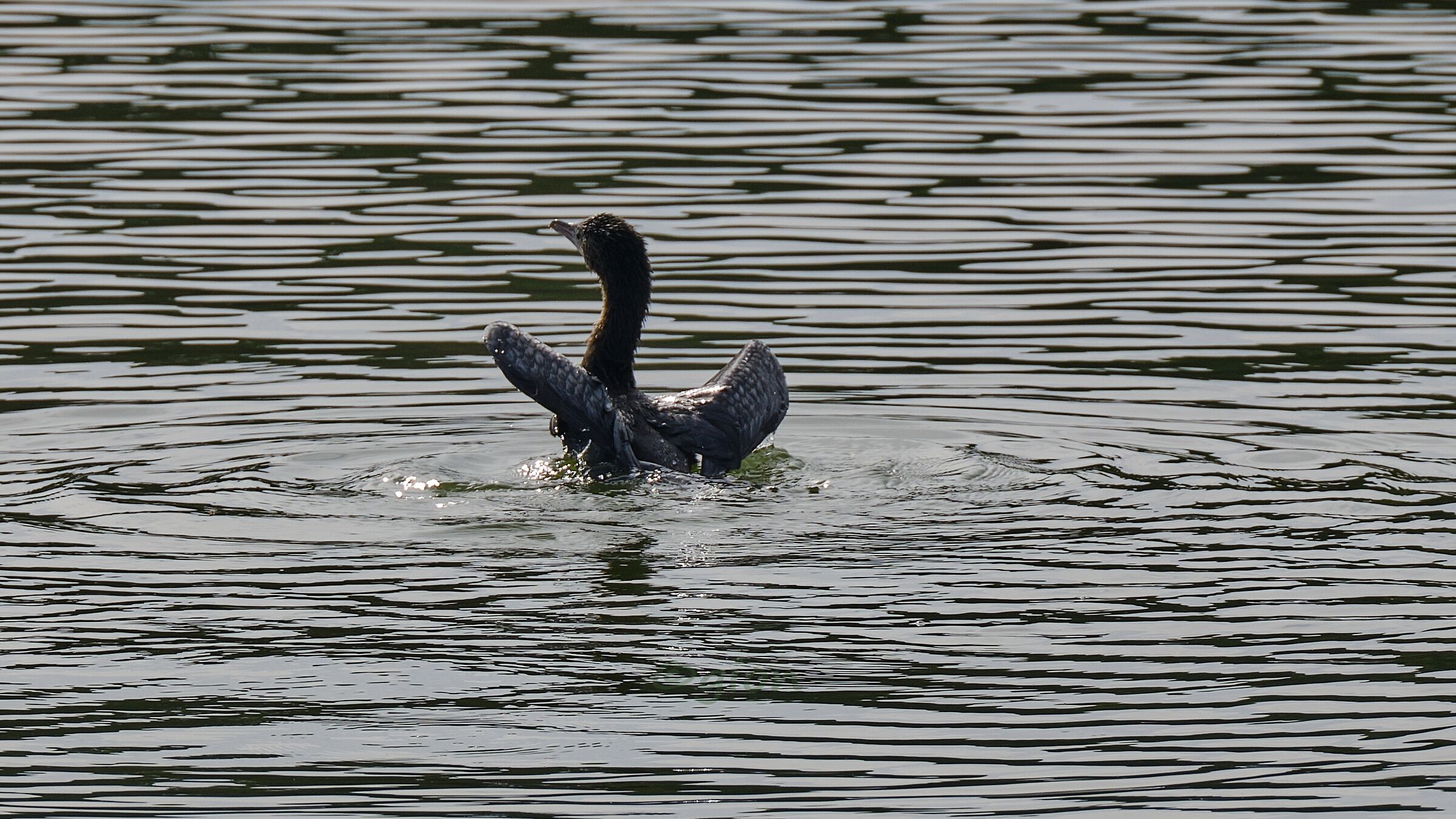 Speciale effetto di luce e cormorano
