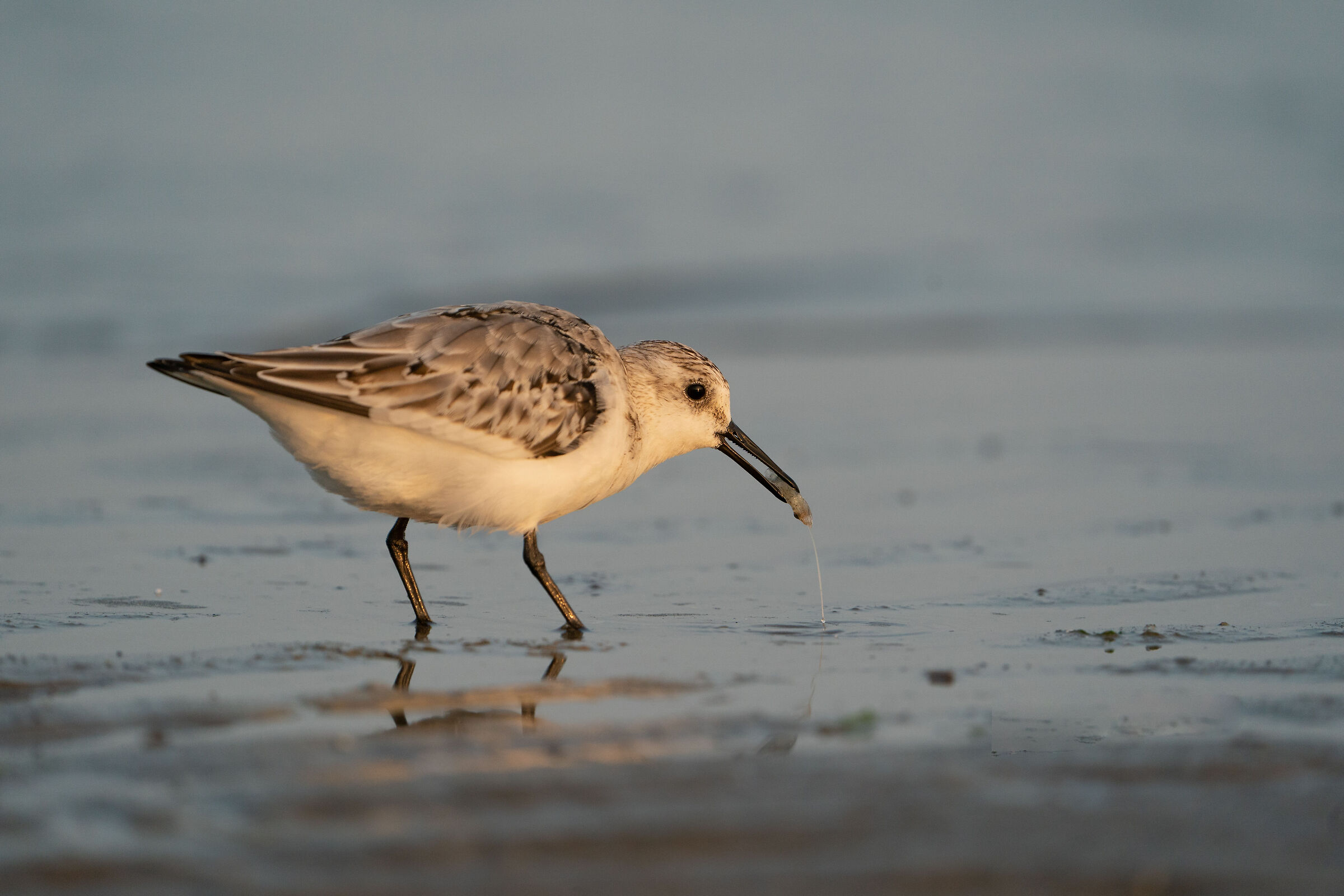 Three-toed sandpiper