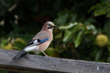 ObiettivoCatadiottrico