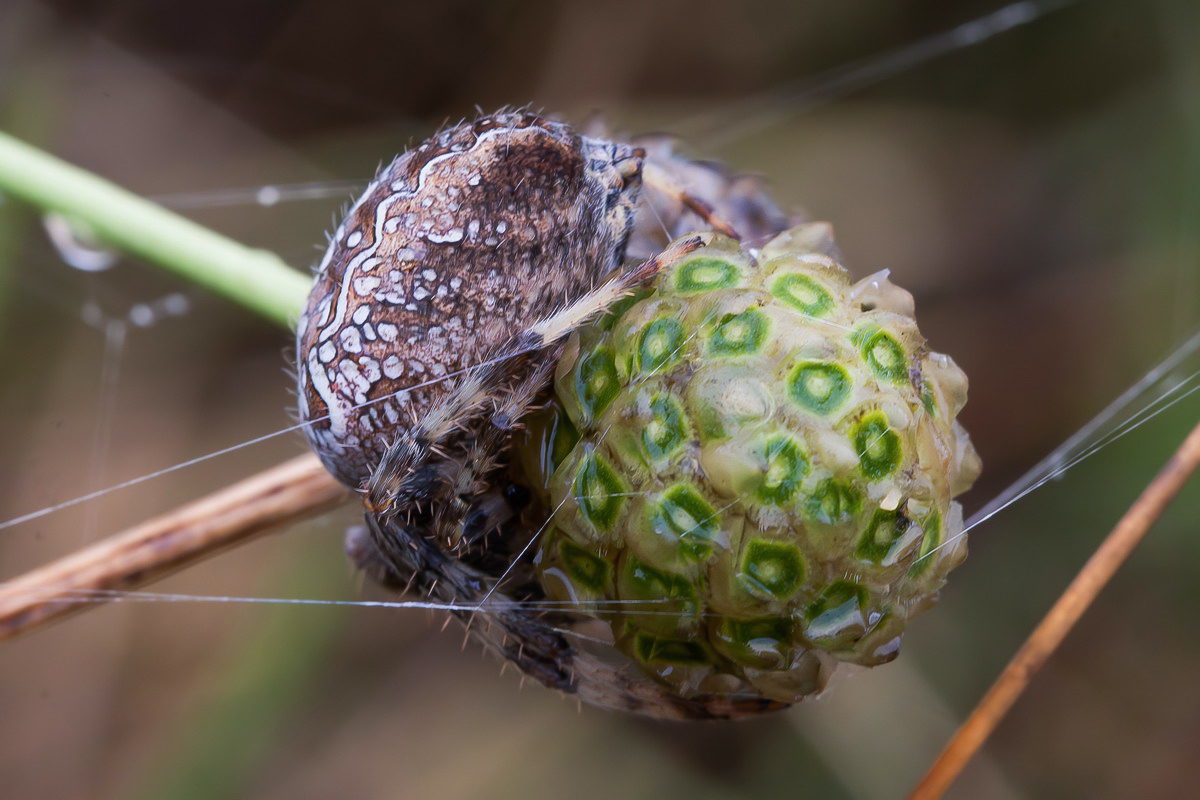 Araneus diadematus