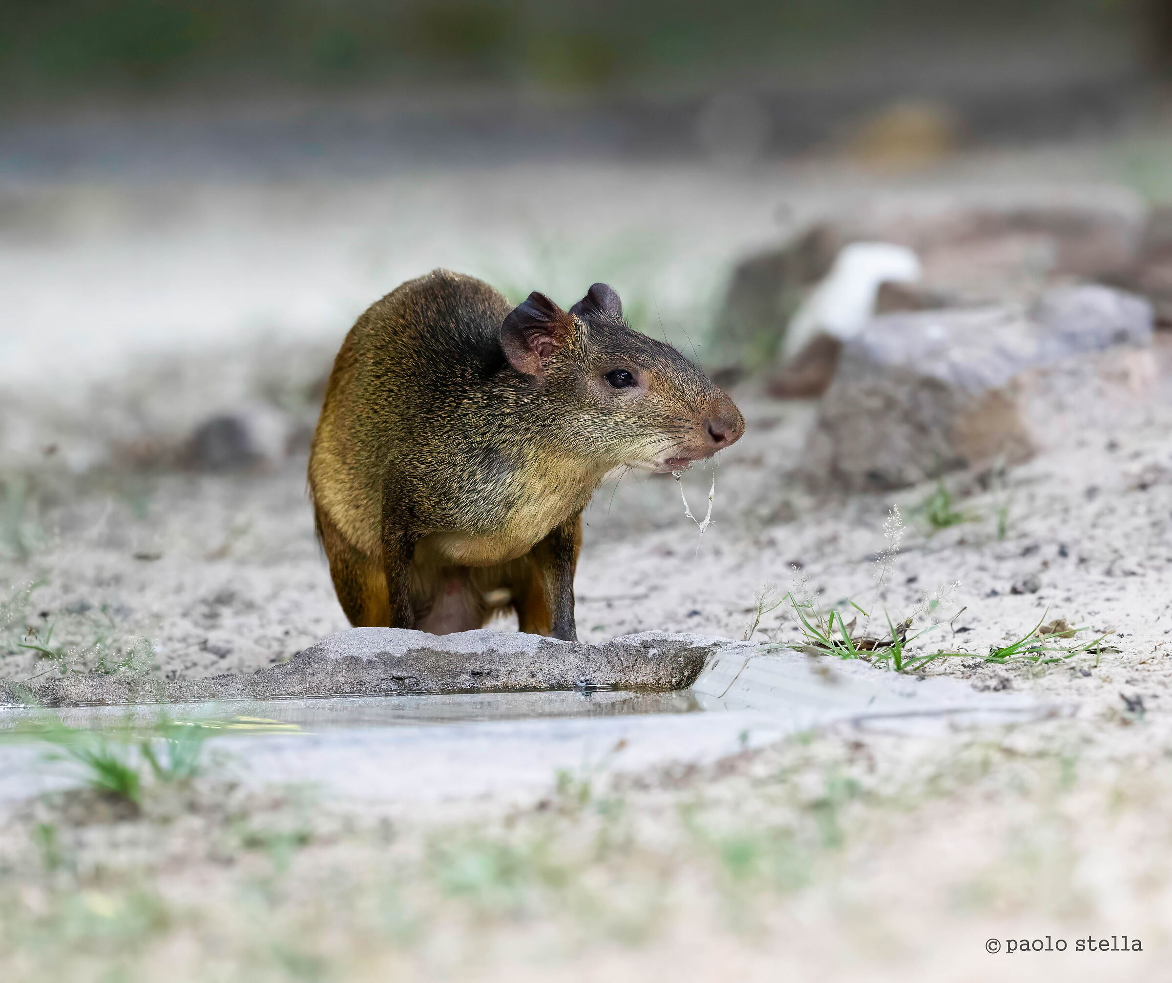 agouti