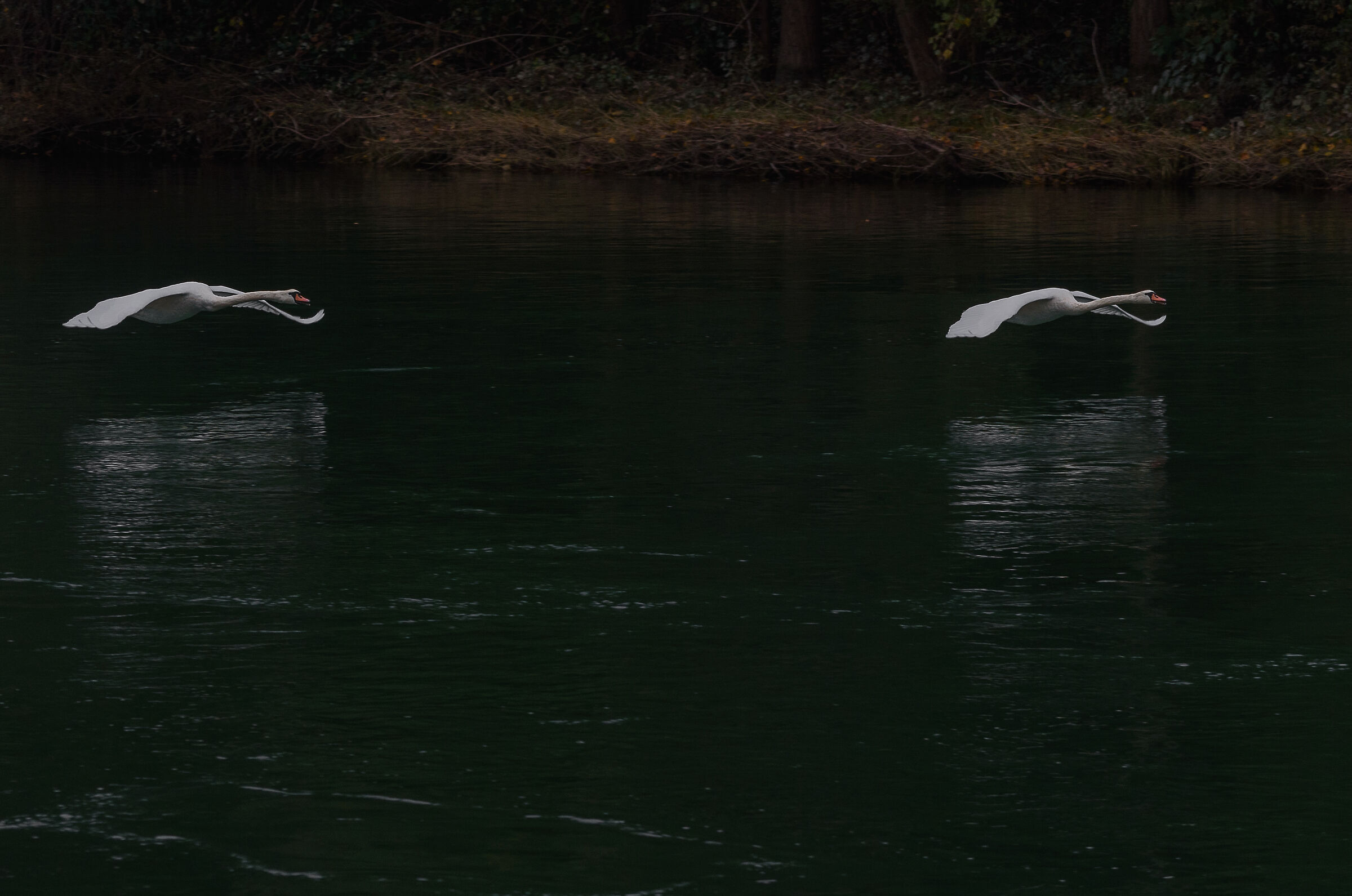 Volo sincronizzato sul Ticino