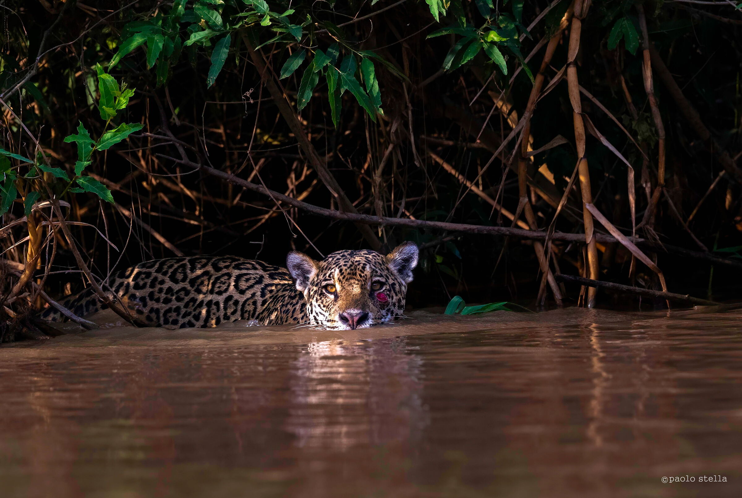 Gattoni, what a beauty