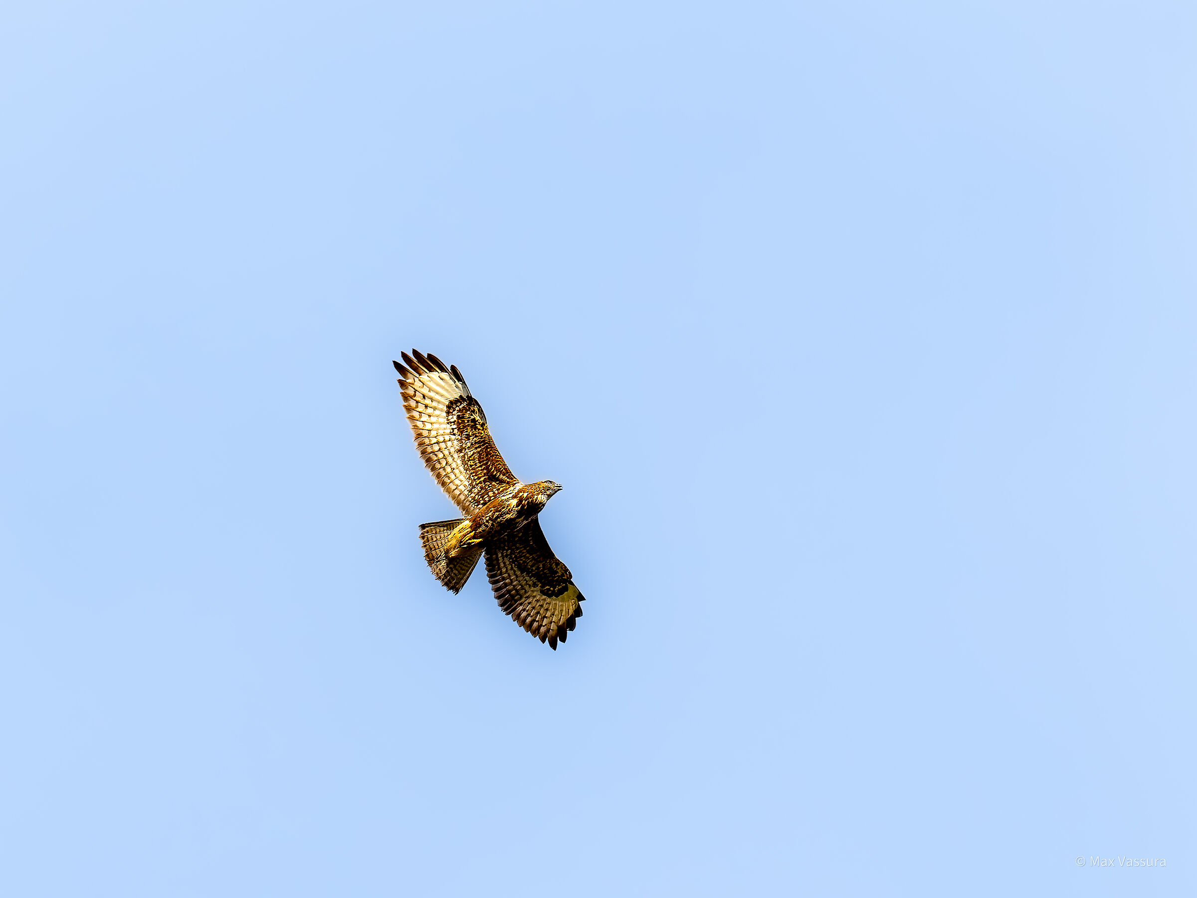 They tell me it's a buzzard...