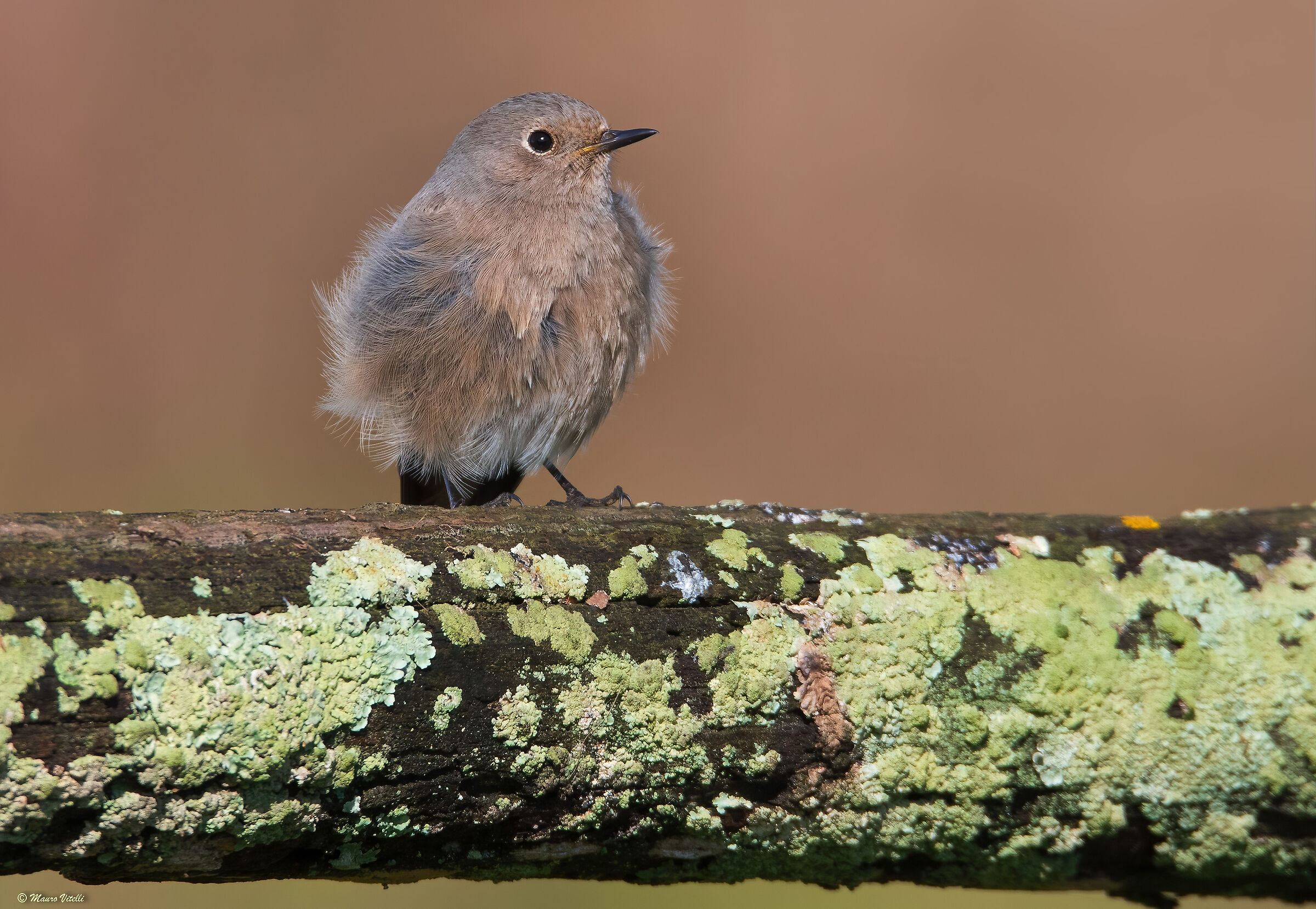 Chimney Redstart (Phoenicurus ochruros) F