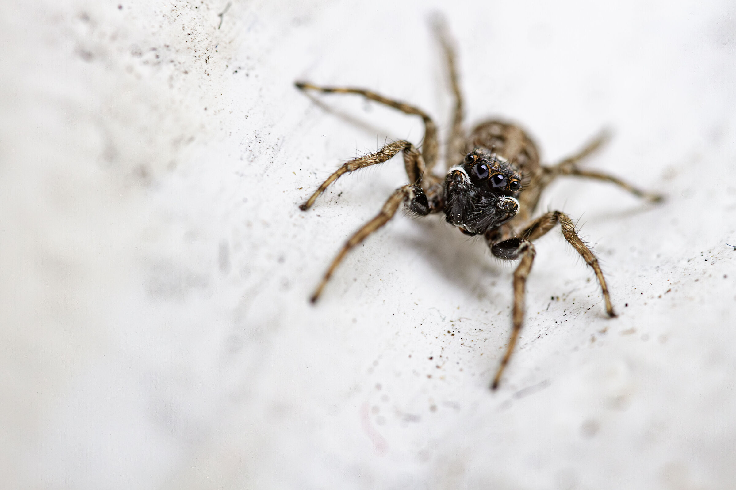 Little jumping spider