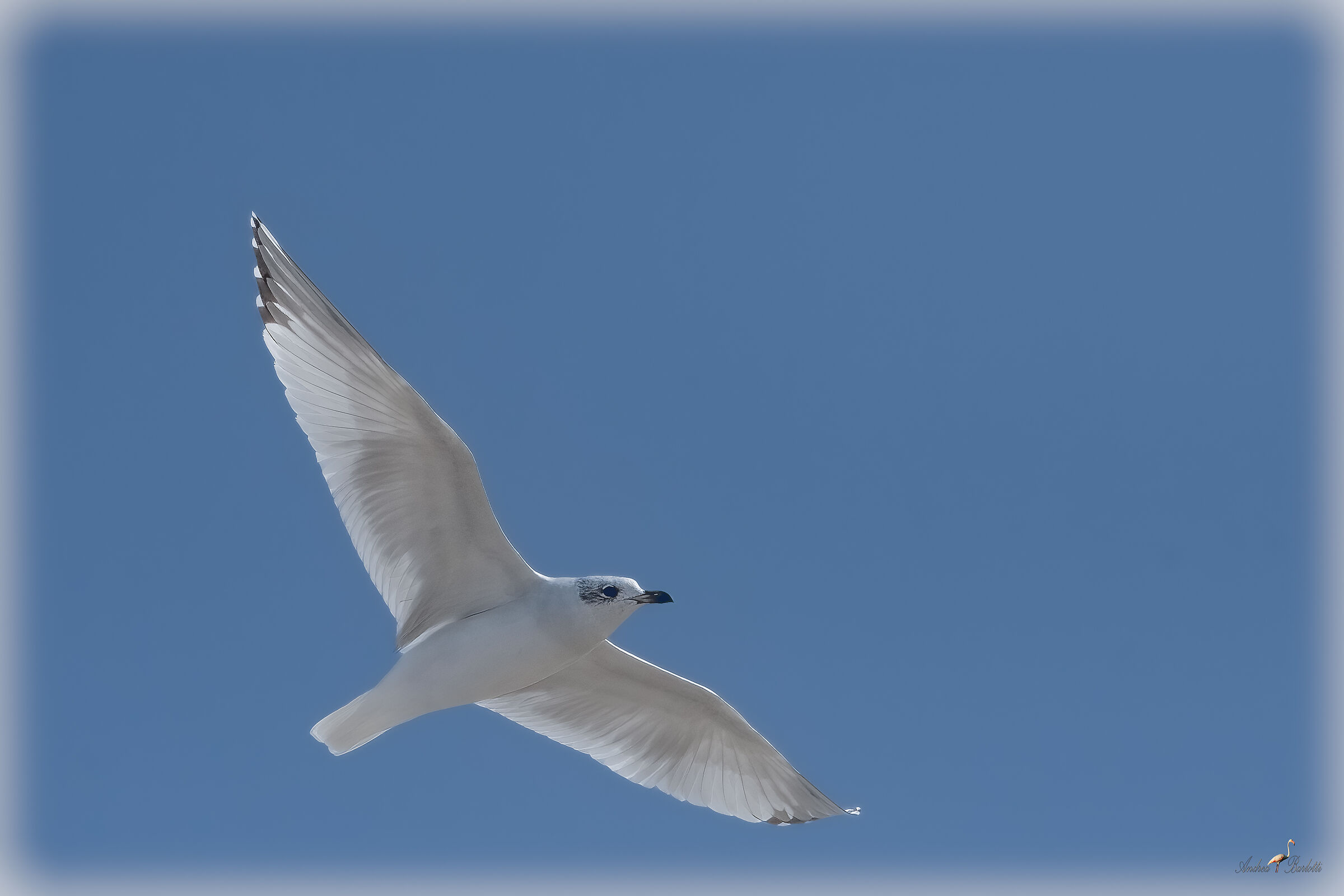 Coral gull second winter