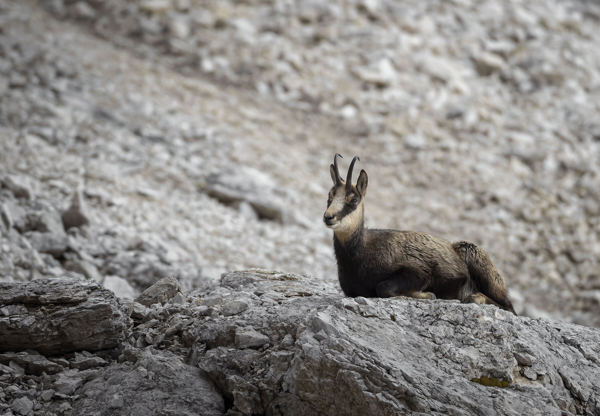 The rest of the chamois