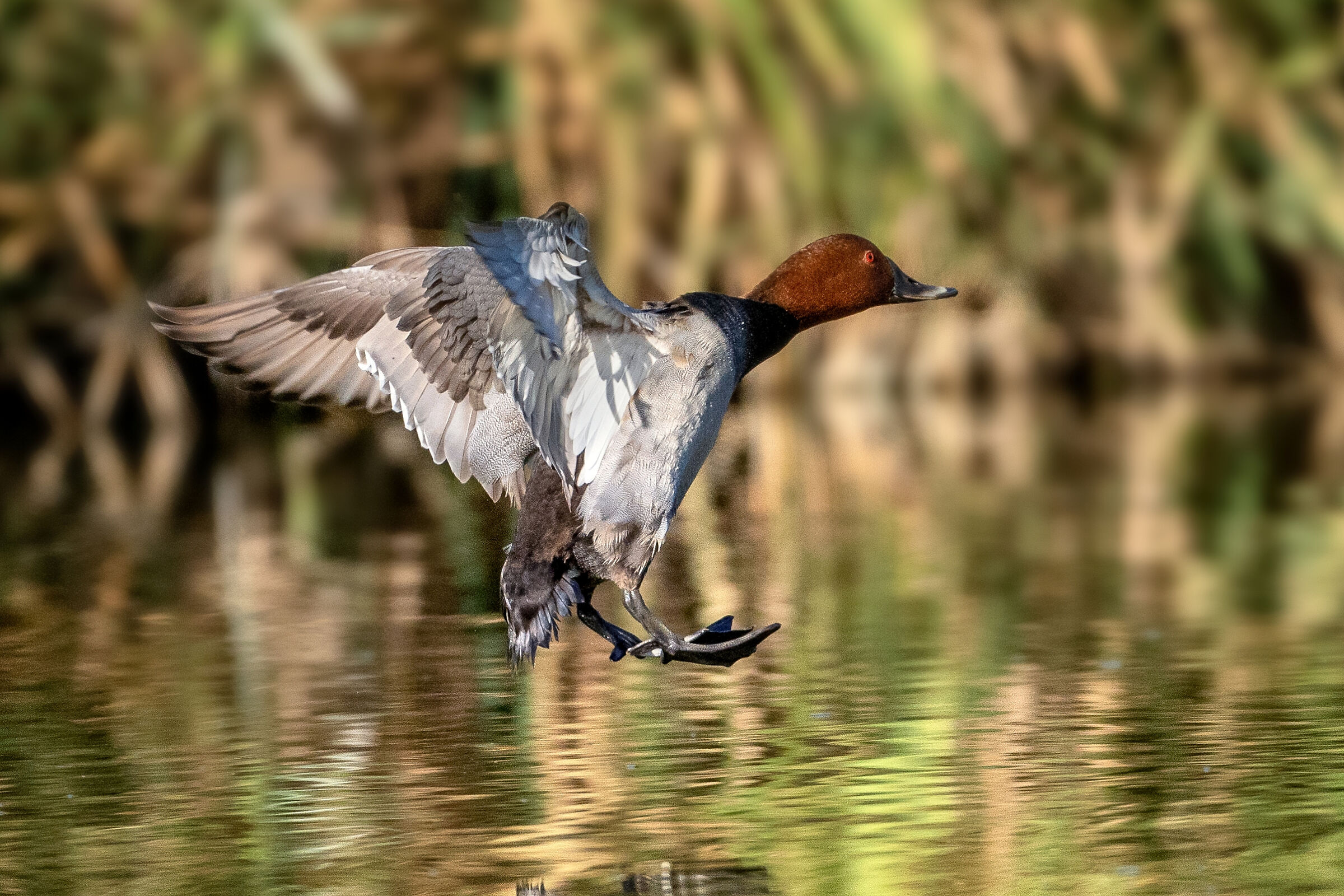 Common pochard