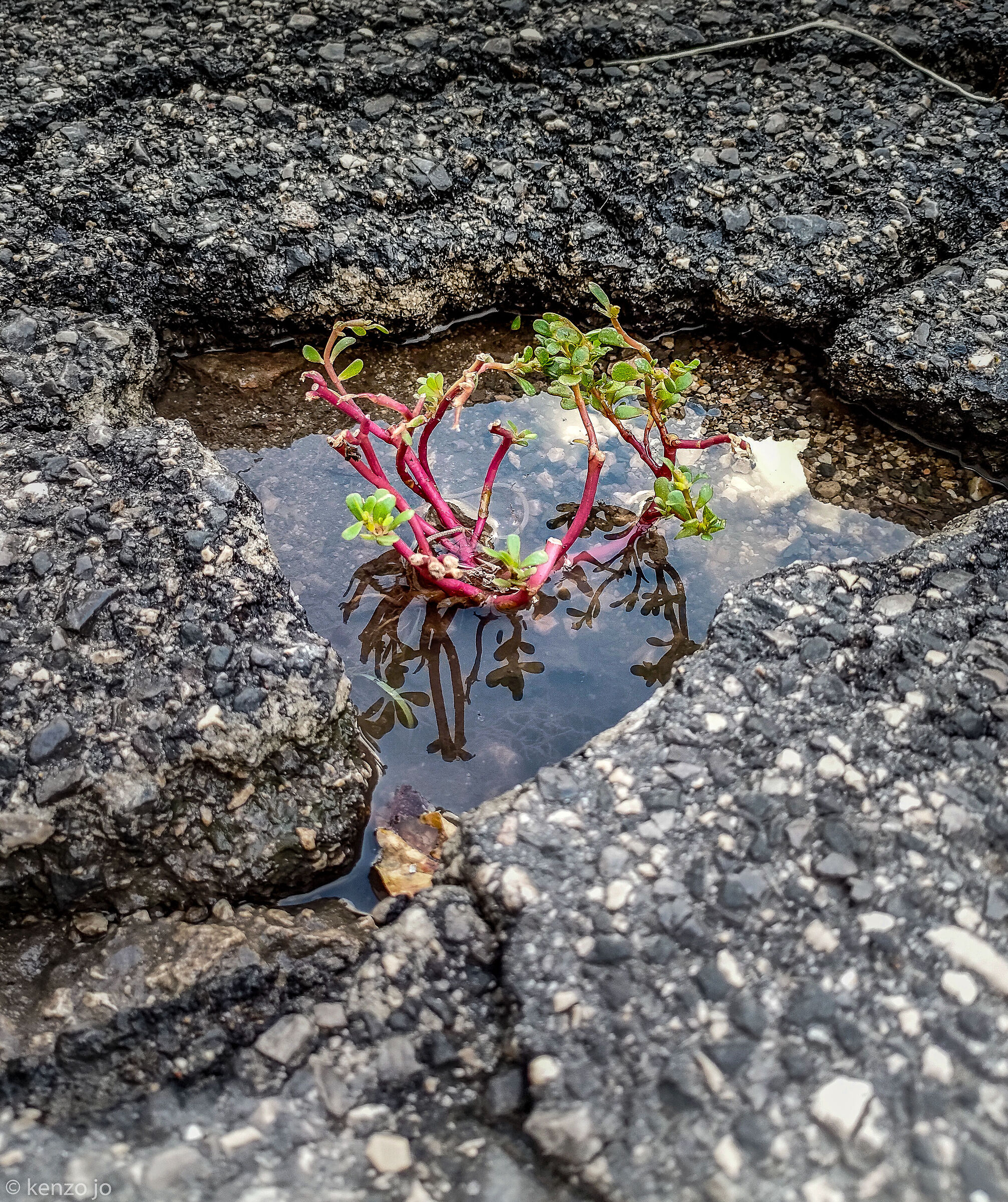 First ecological municipality