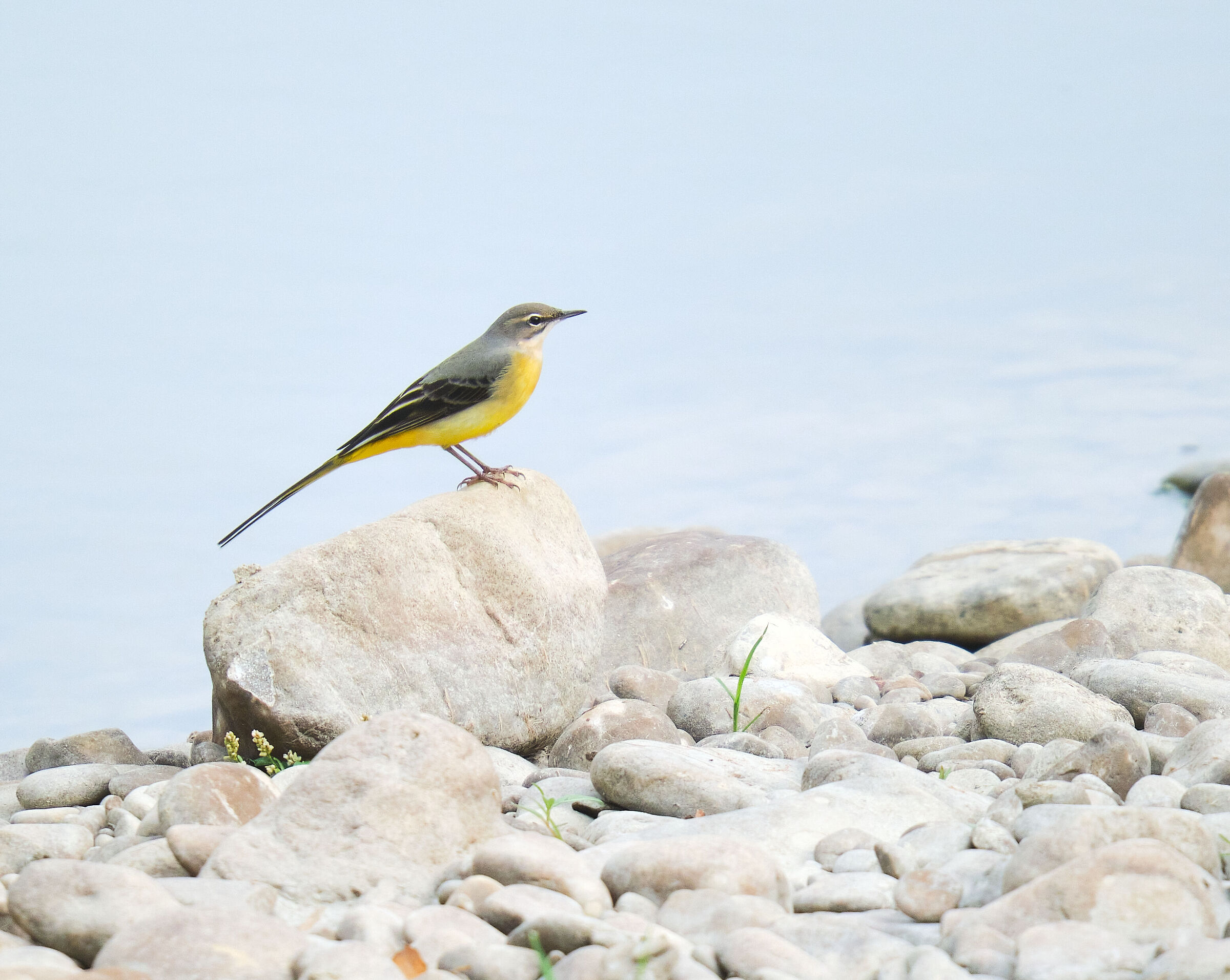 Grey wagtail.