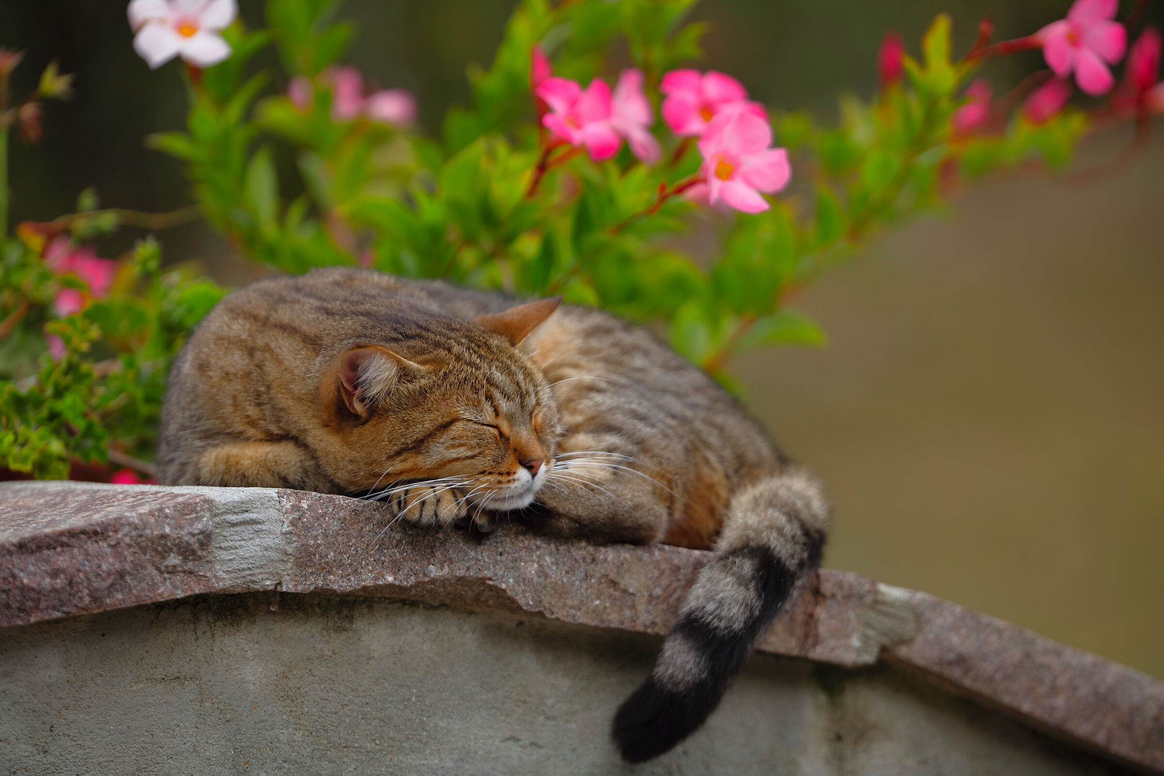 She sleeps blissfully