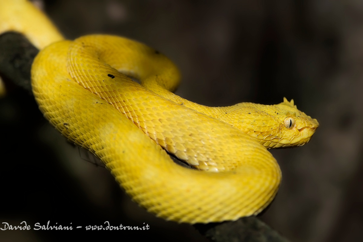 Vipera dalle ciglia gialla (Bothriechis schlegelii)