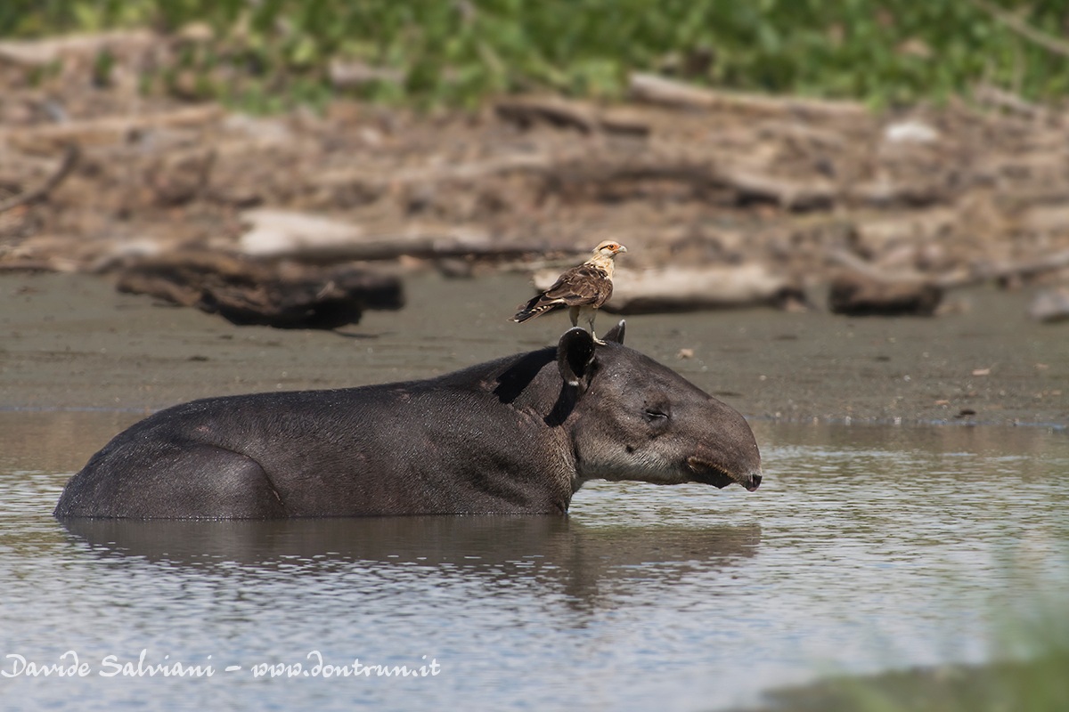 Tapiro e Caracara