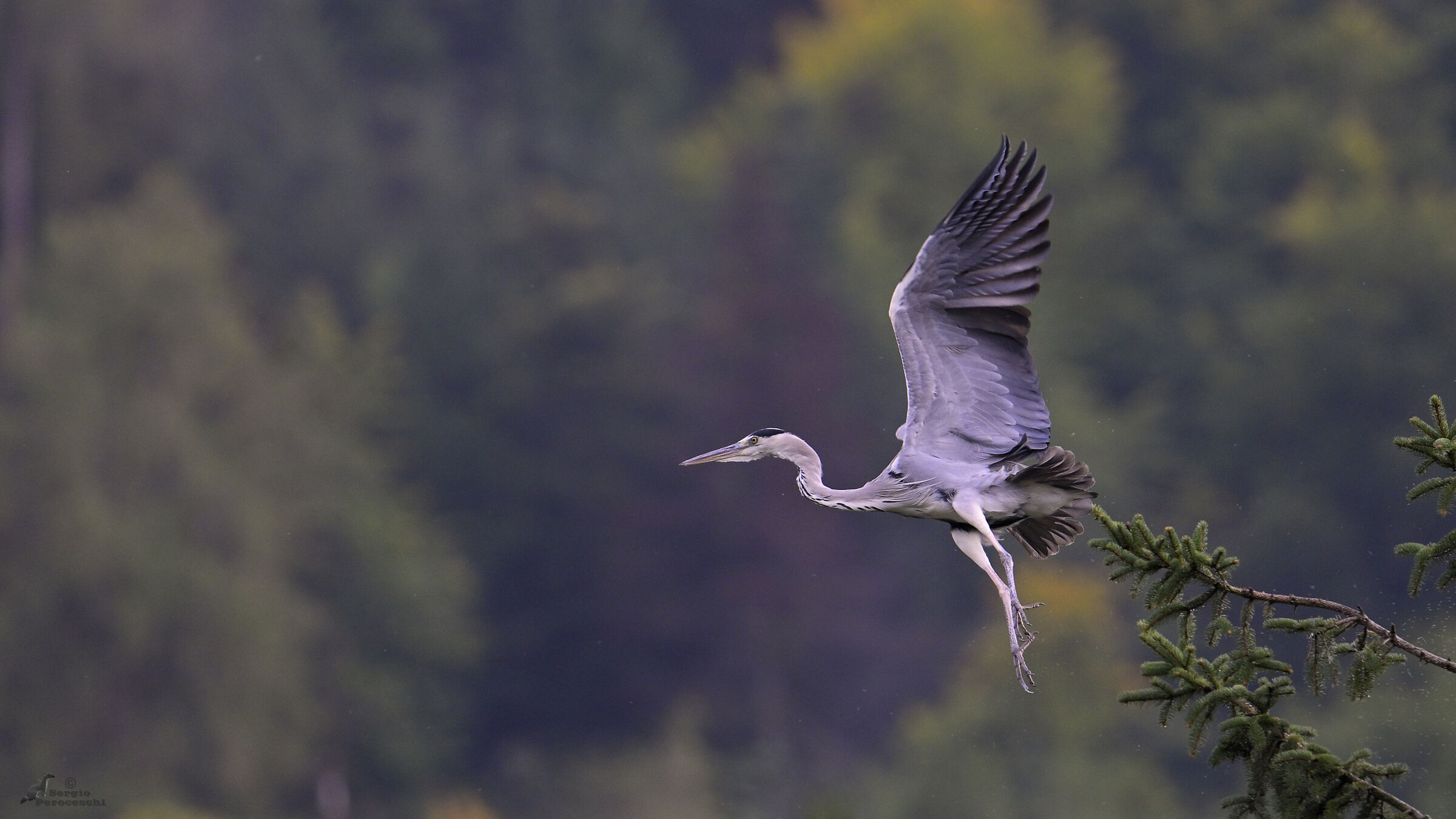 Heron