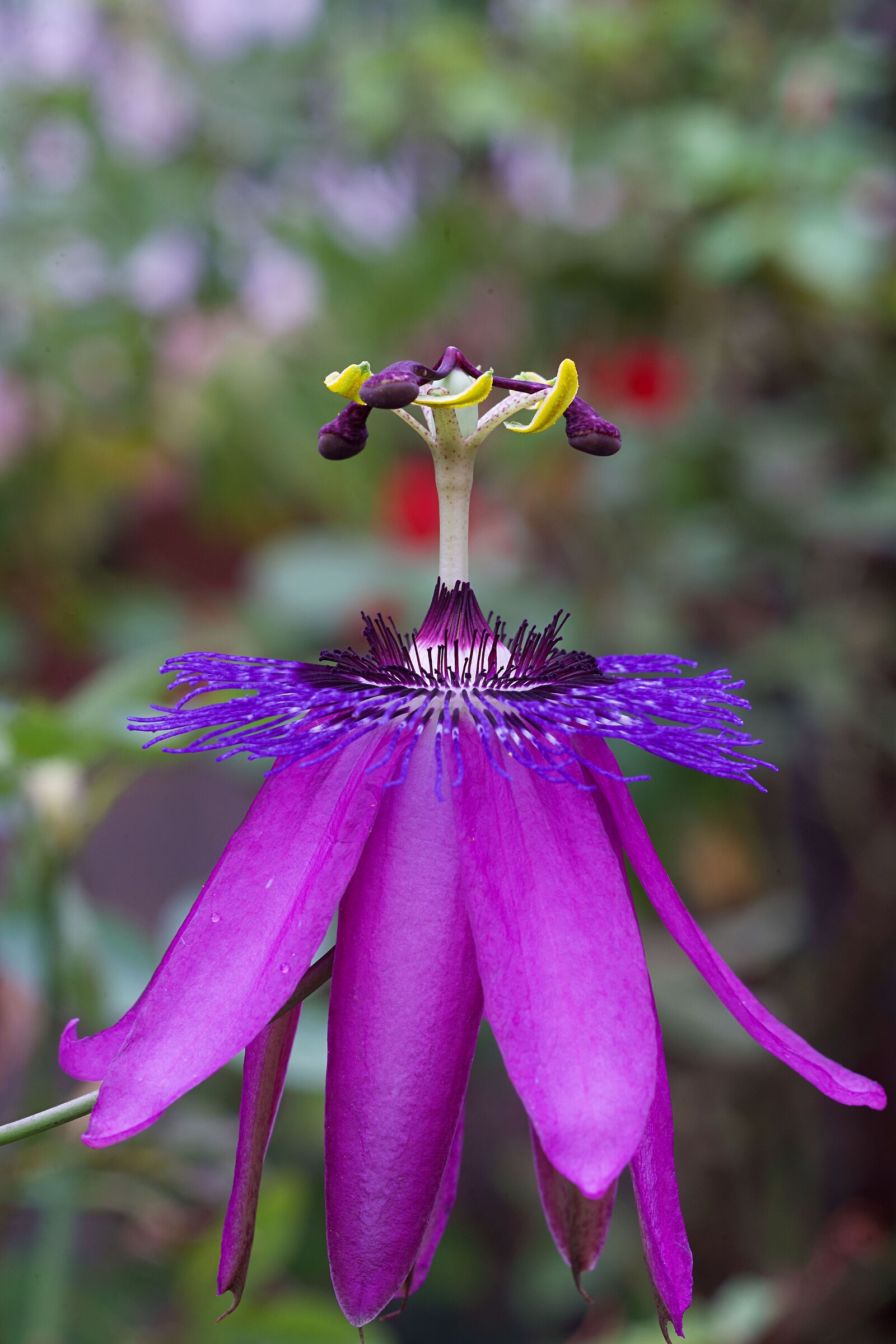 Passiflora