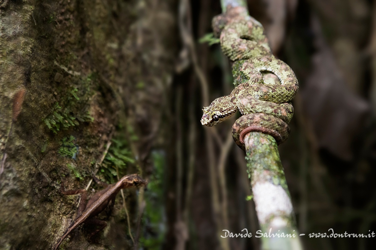 Ultimo respiro (Bothriechis schlegelii)