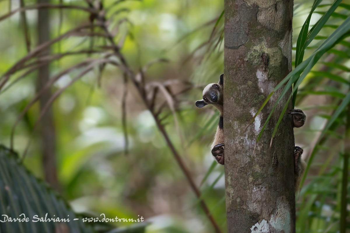Cucù! - Formichiere minore (Tamandua mexicana)