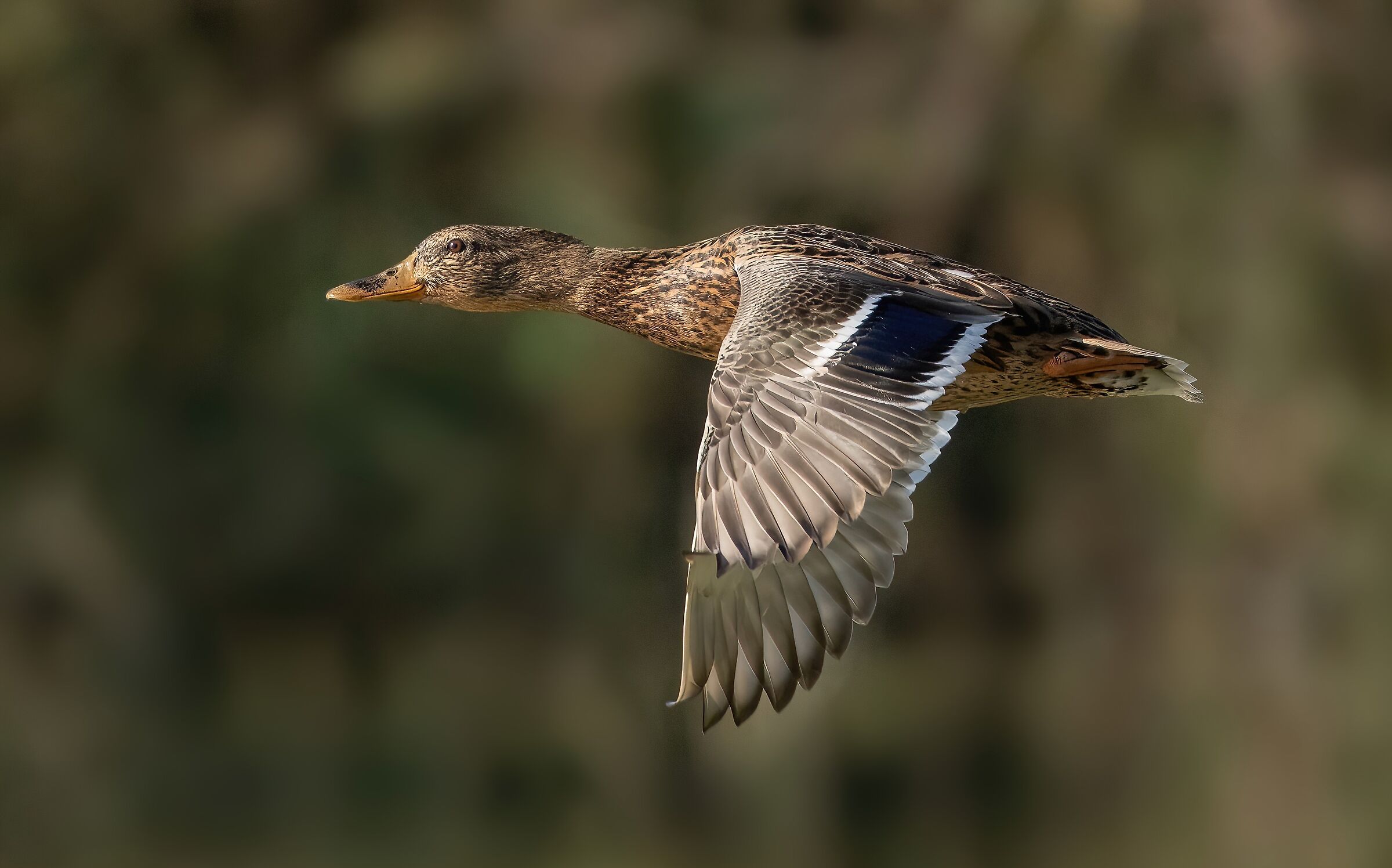 Female Mallard (Anas platyrhynchos)