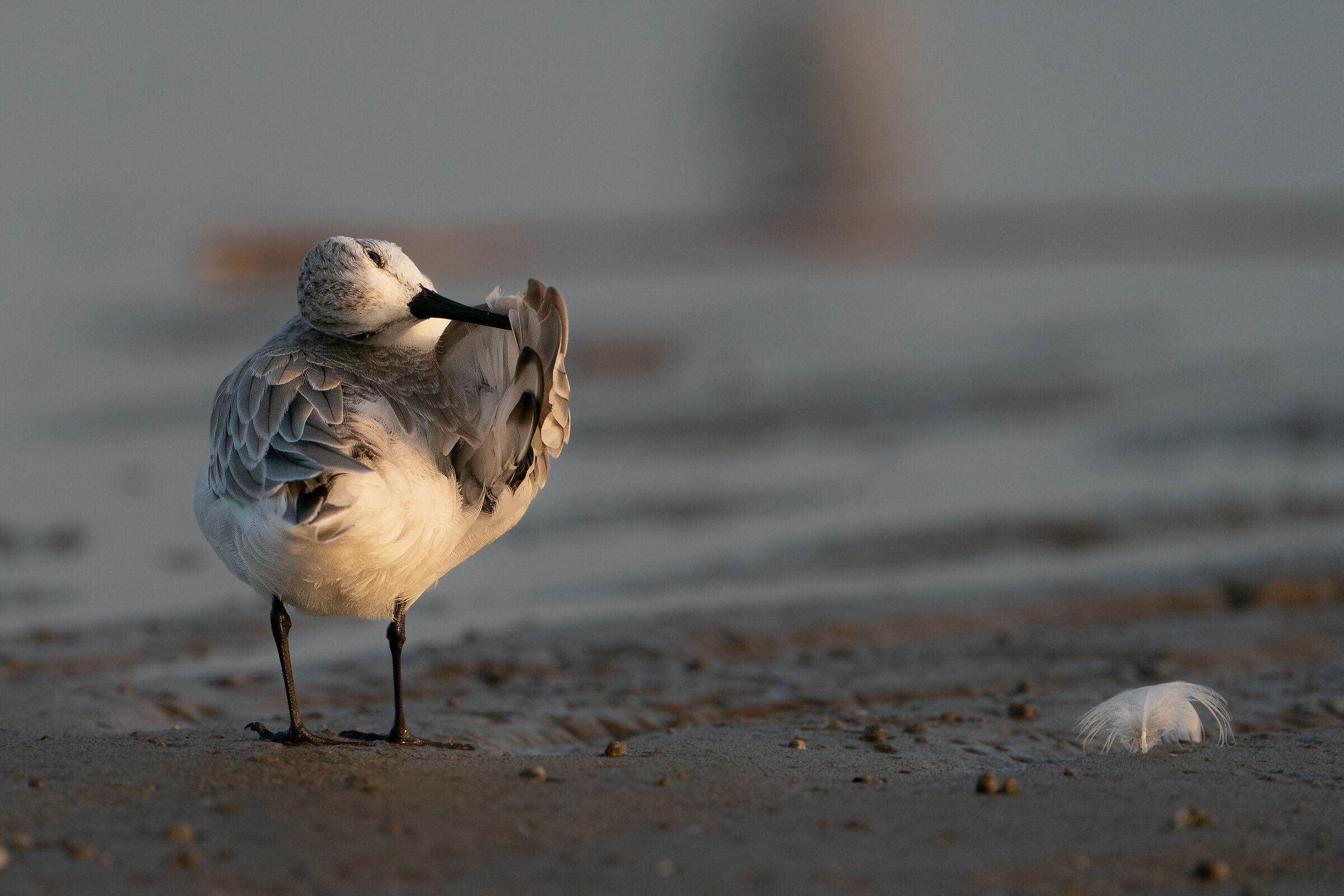 Three-toed sandpiper