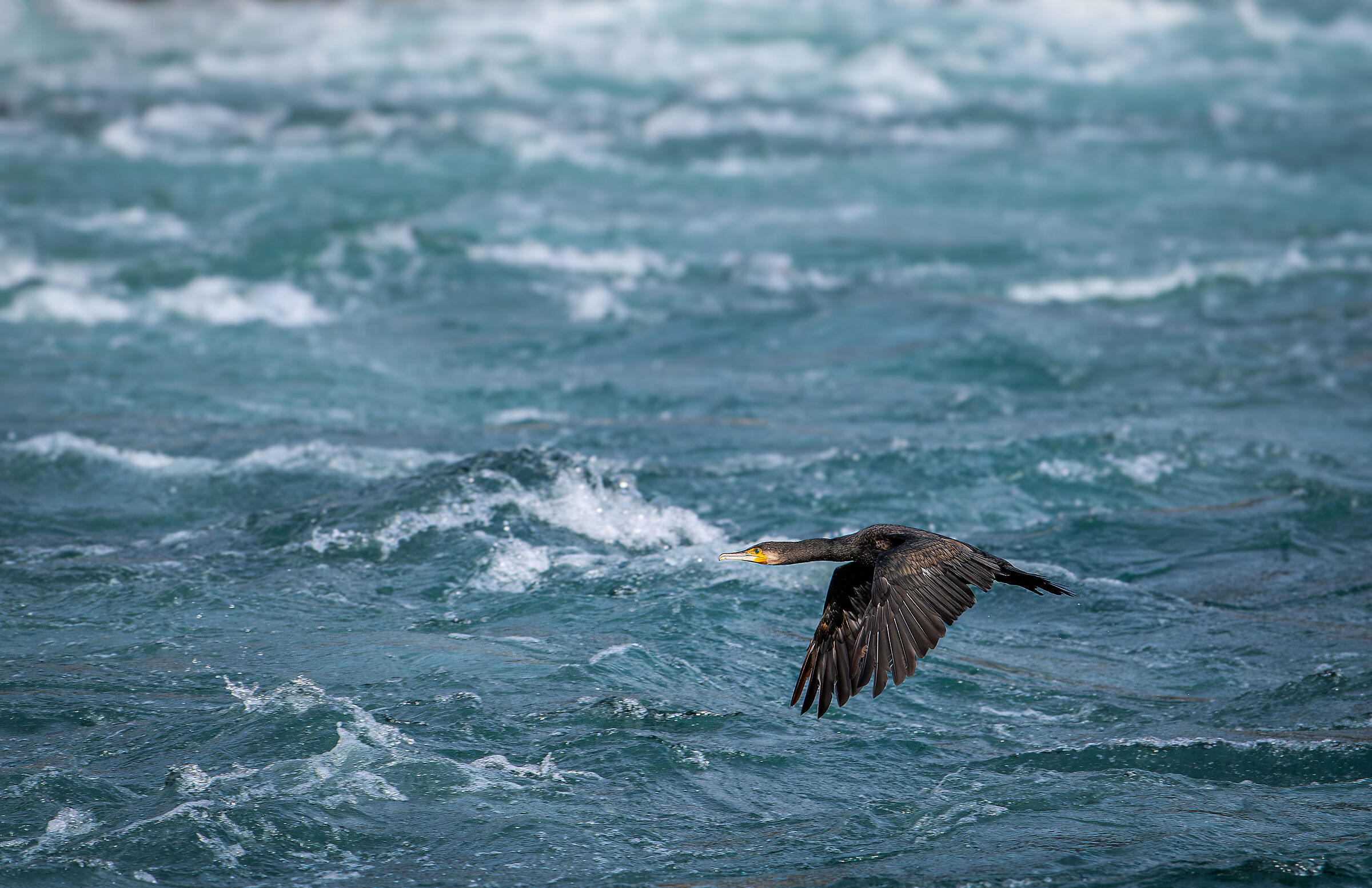 Cormorant