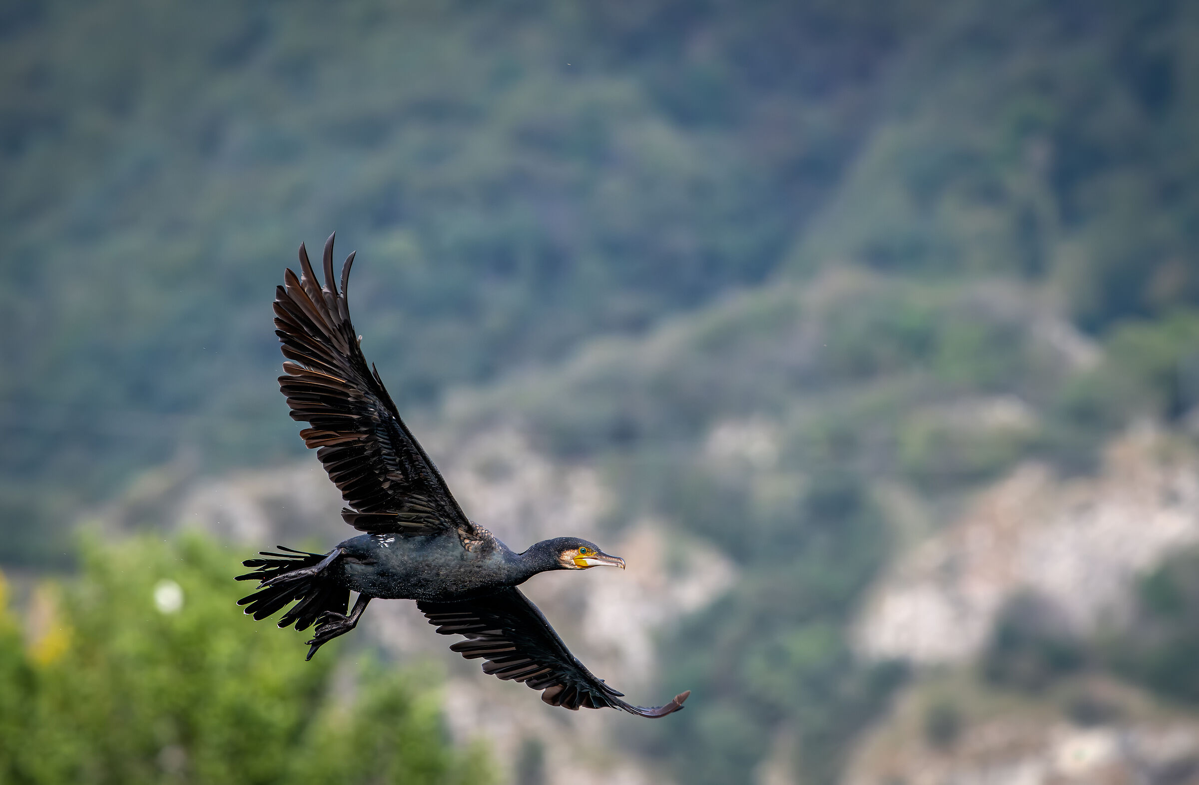 Cormorant